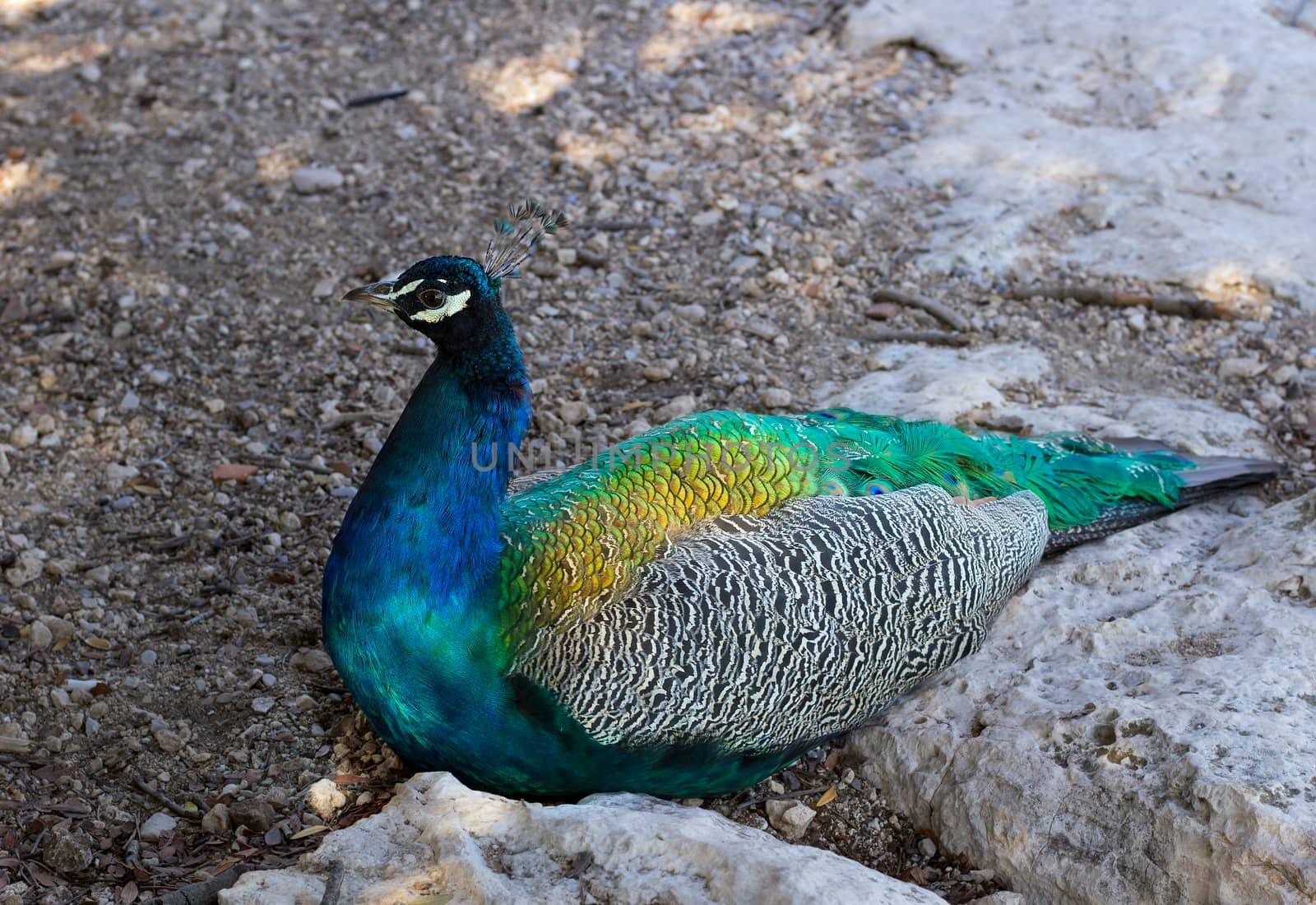 Close up of colourful blue multicolored peacock sitting in sandy rocks