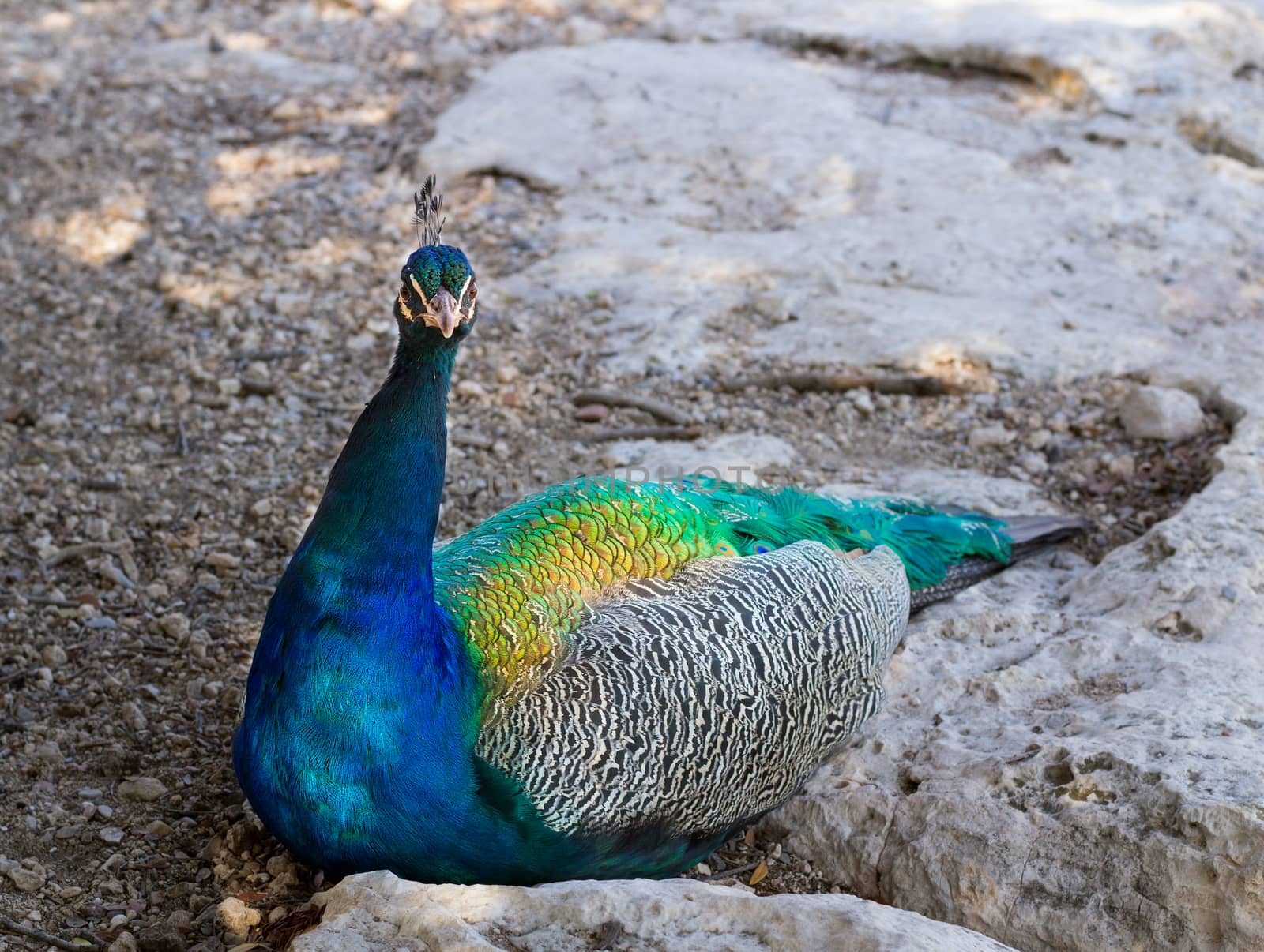 Close up of colourful blue multicolored peacock sitting in sandy rocks