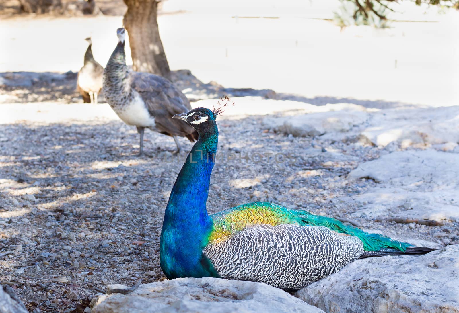 Colourful blue multicolored peacock sitting in sandy rocks close up
