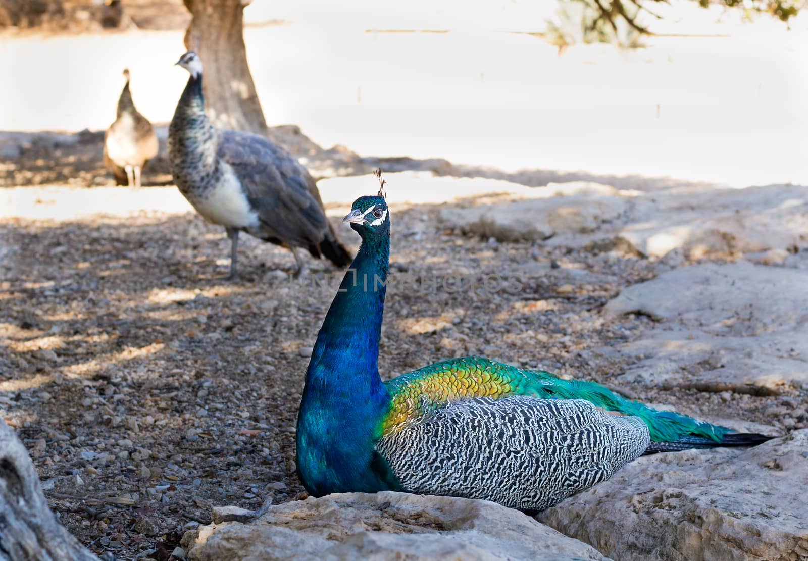 Colourful blue multicolored peacock sitting in sandy rocks