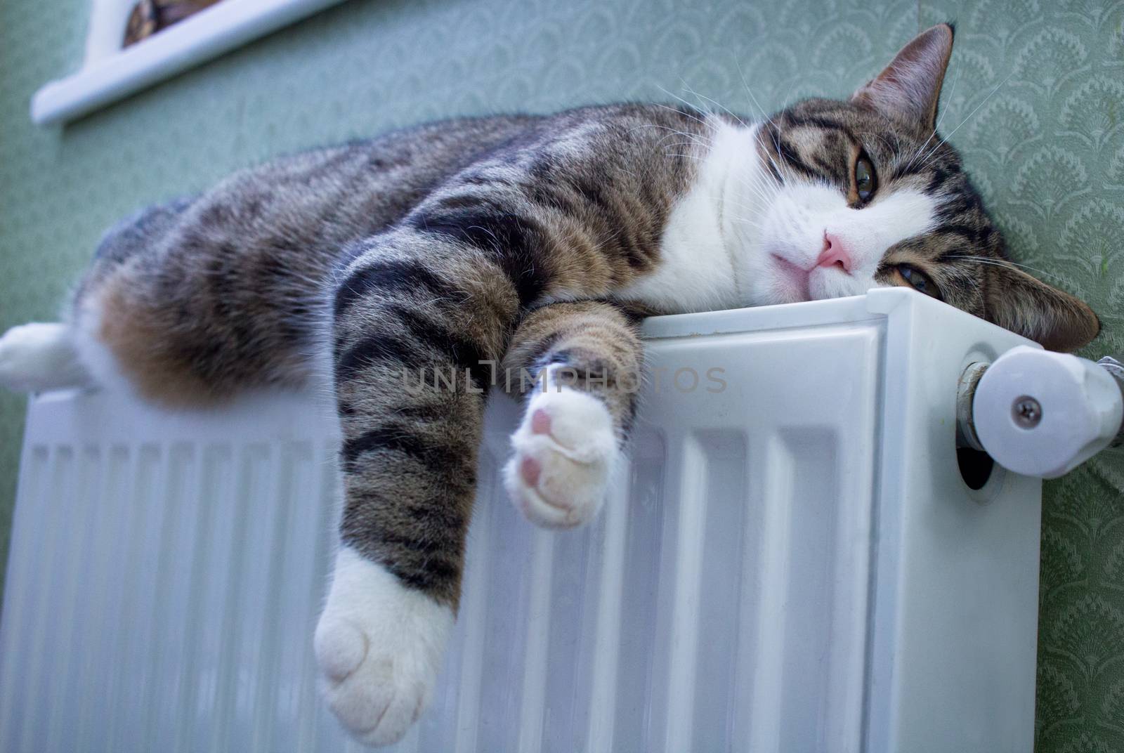 Furry pet cat lying on warm radiator rests and relaxes by VeraVerano