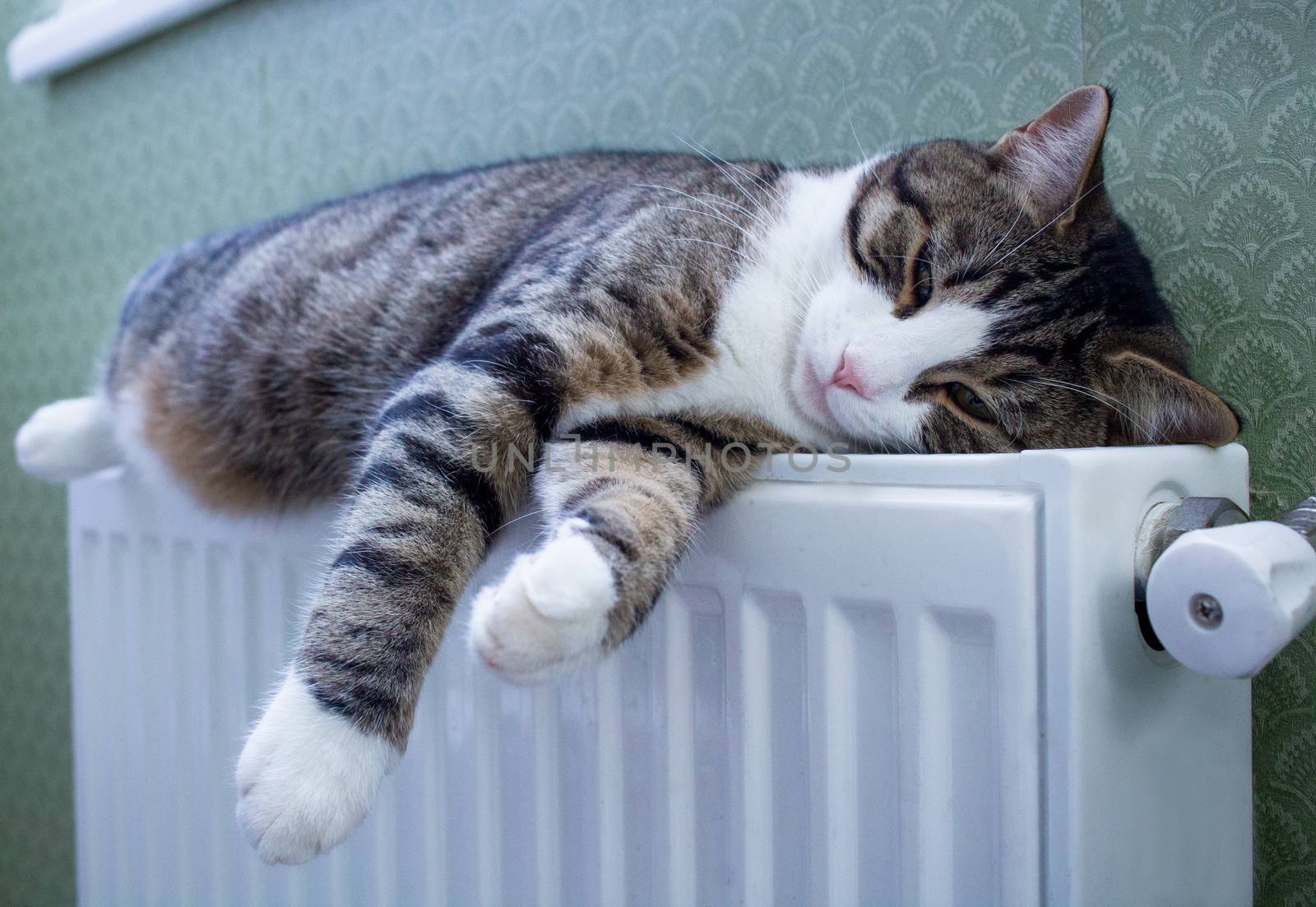 Furry striped pet cat lying on warm radiator rests and relaxes