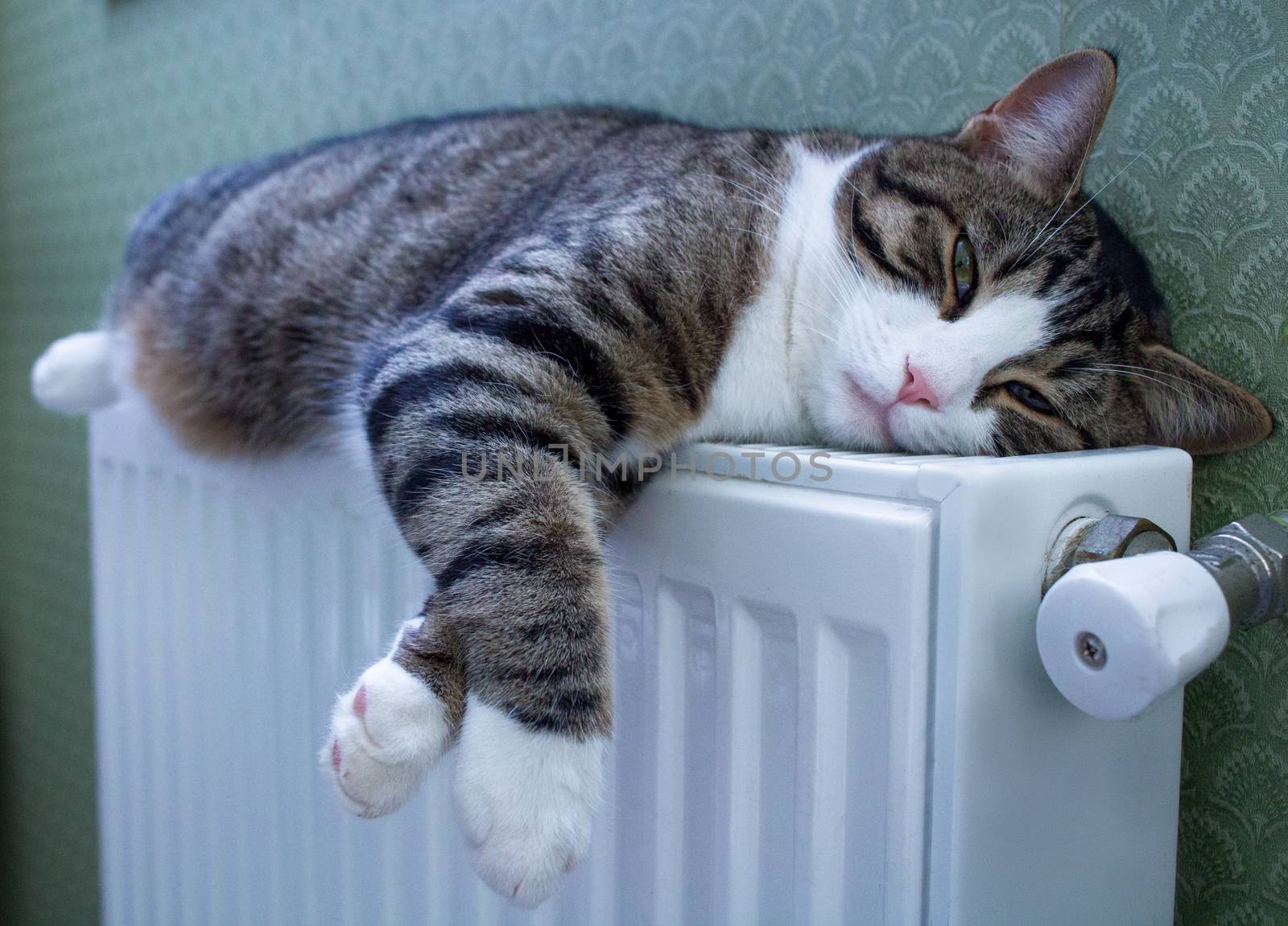 Furry striped cat lies on warm radiator resting and relaxing by VeraVerano