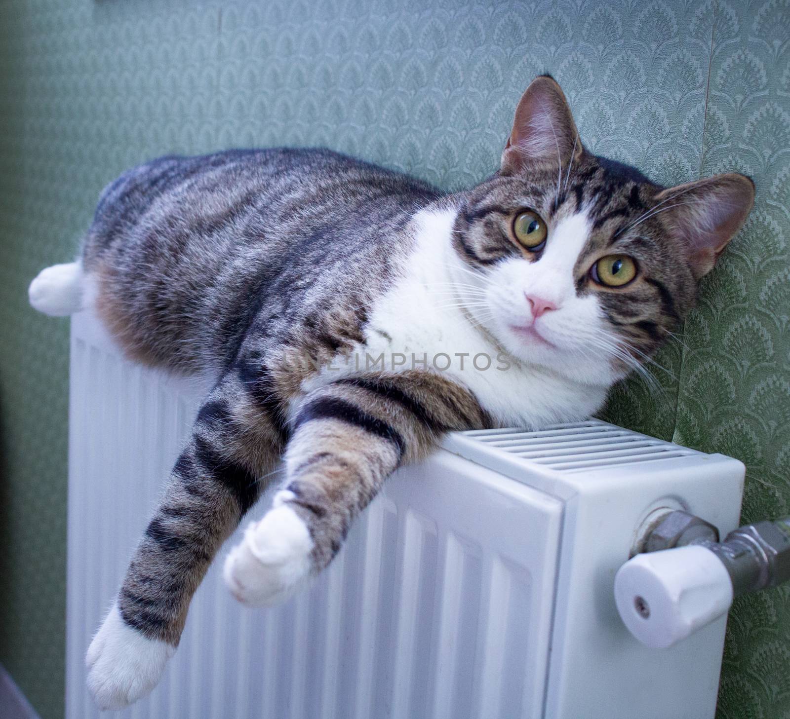 Striped furry cat lying on warm radiator rests and relaxes by VeraVerano