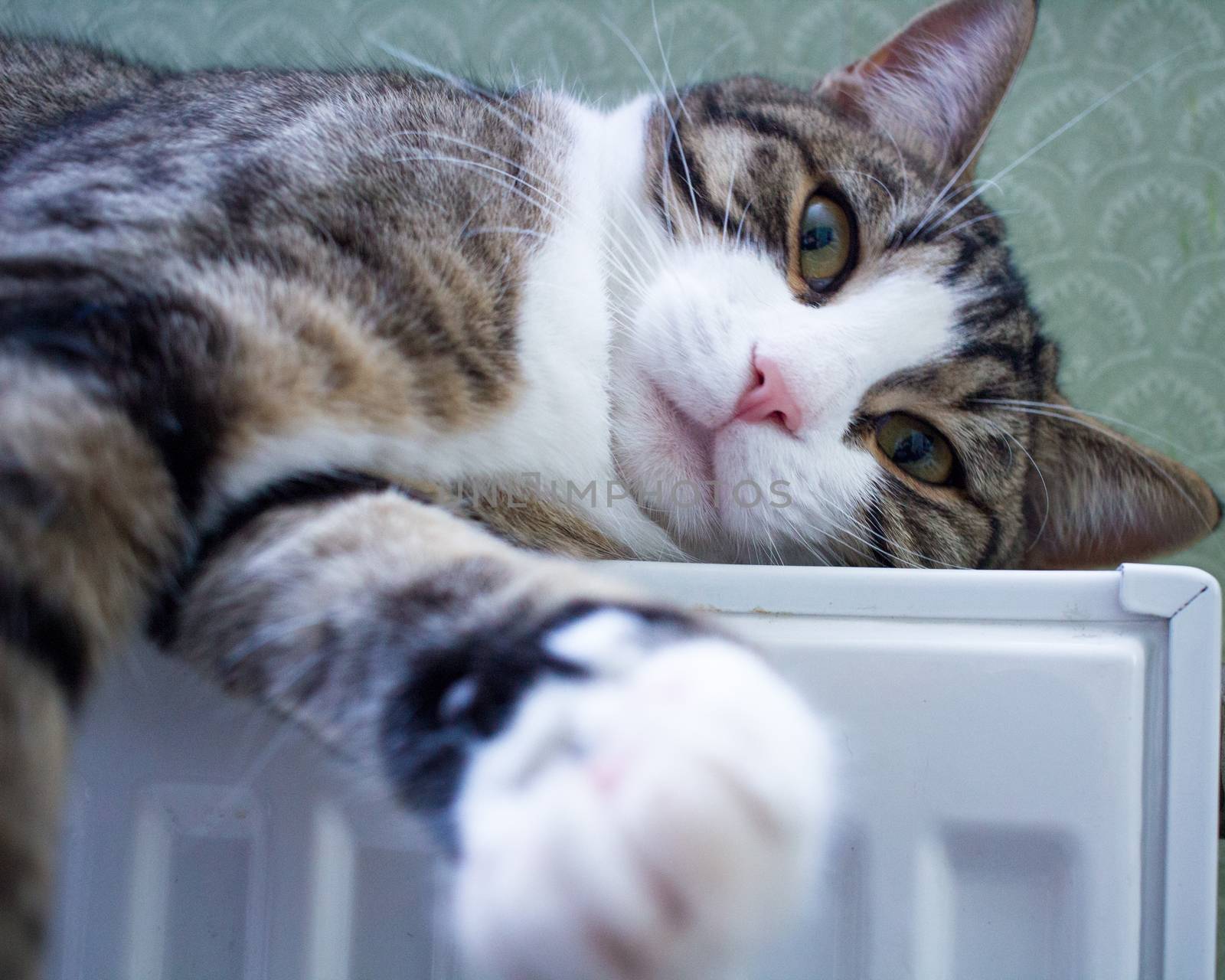 Furry striped pet cat lying on warm radiator rests and relaxes