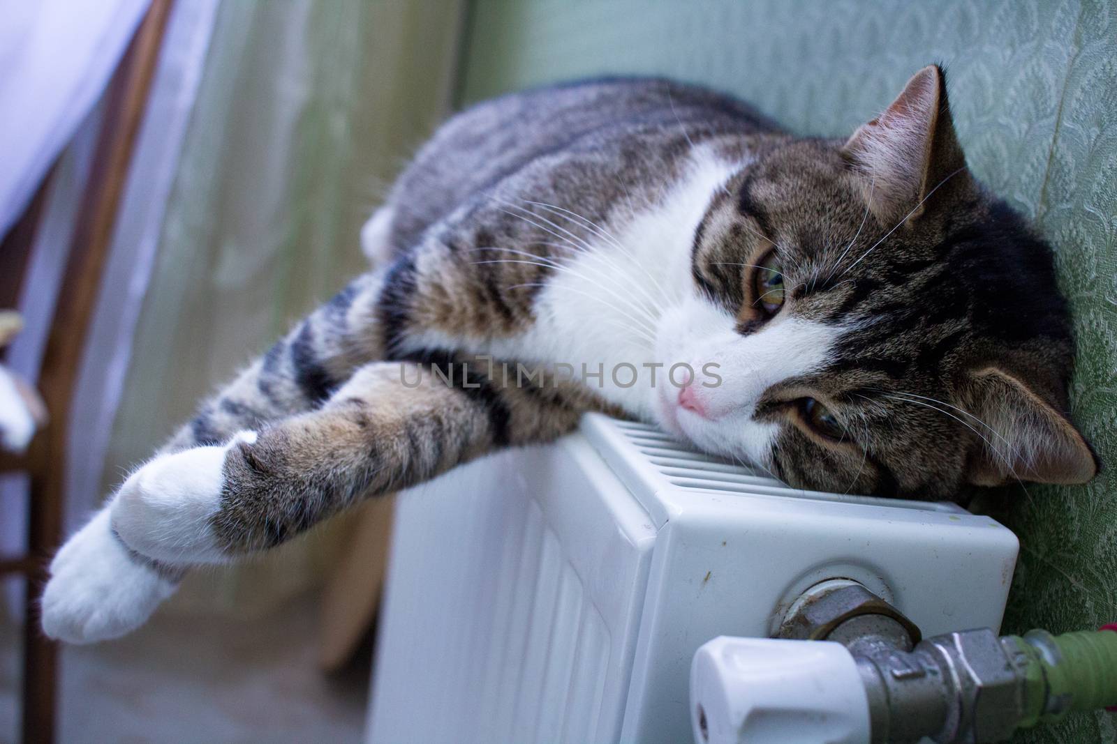 Furry striped pet cat lying on warm radiator rests and relaxes