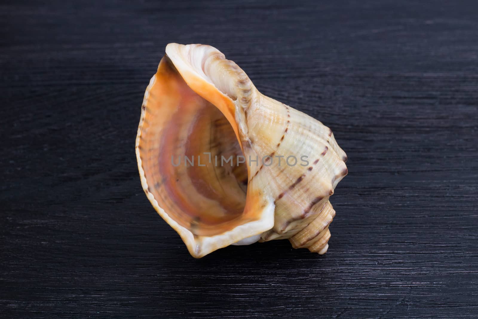 Big bright orange yellow gastropod close-up on black wooden back by VeraVerano