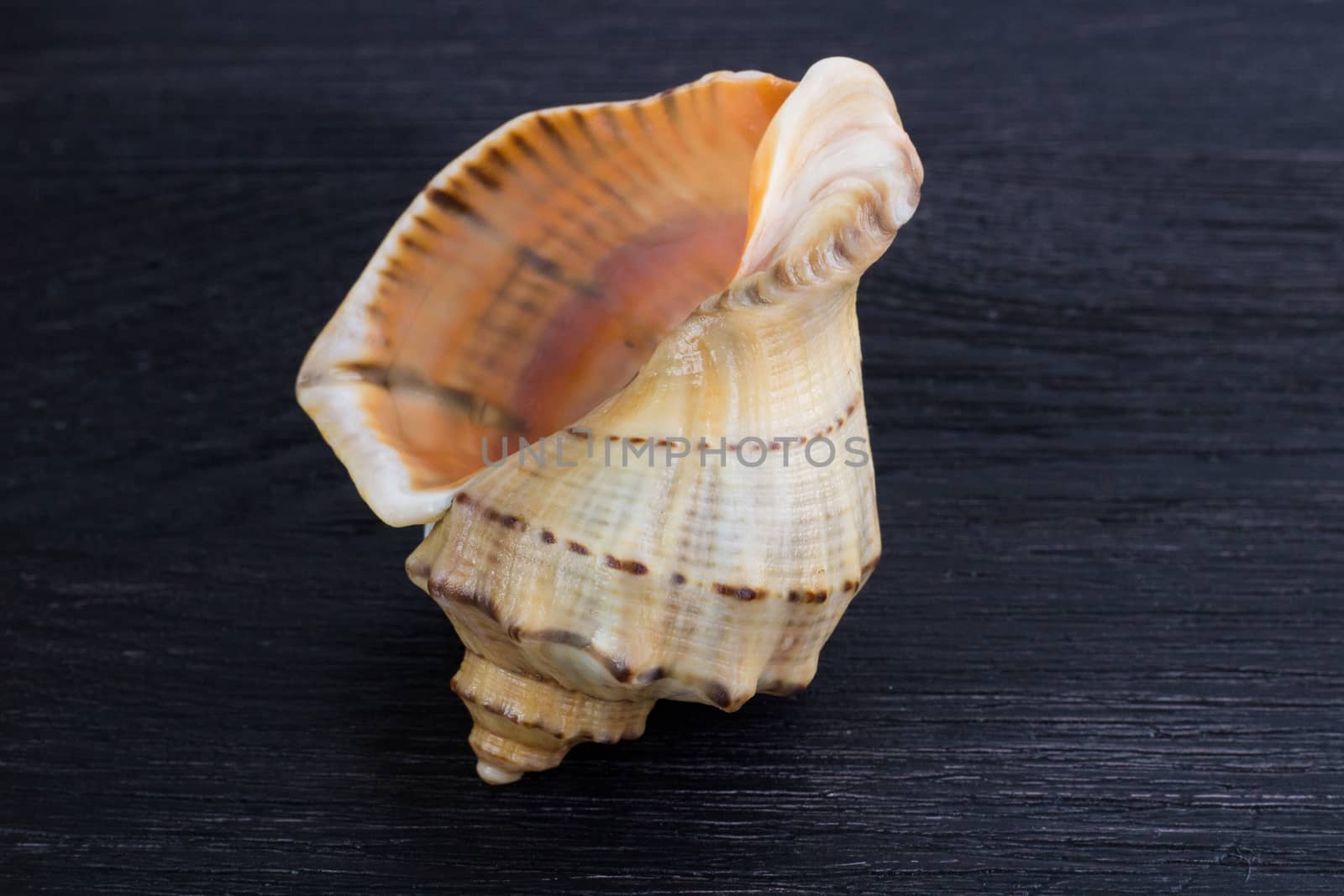 Big bright orange yellow seashell close-up on black wooden backg by VeraVerano