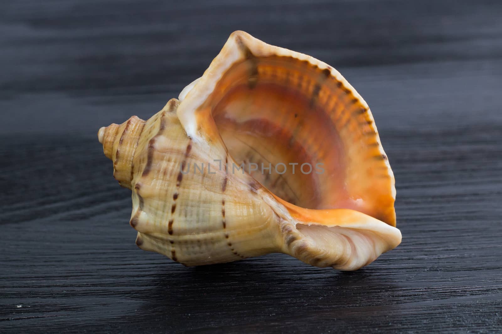 Big bright orange yellow gastropod seashell close-up on black wo by VeraVerano