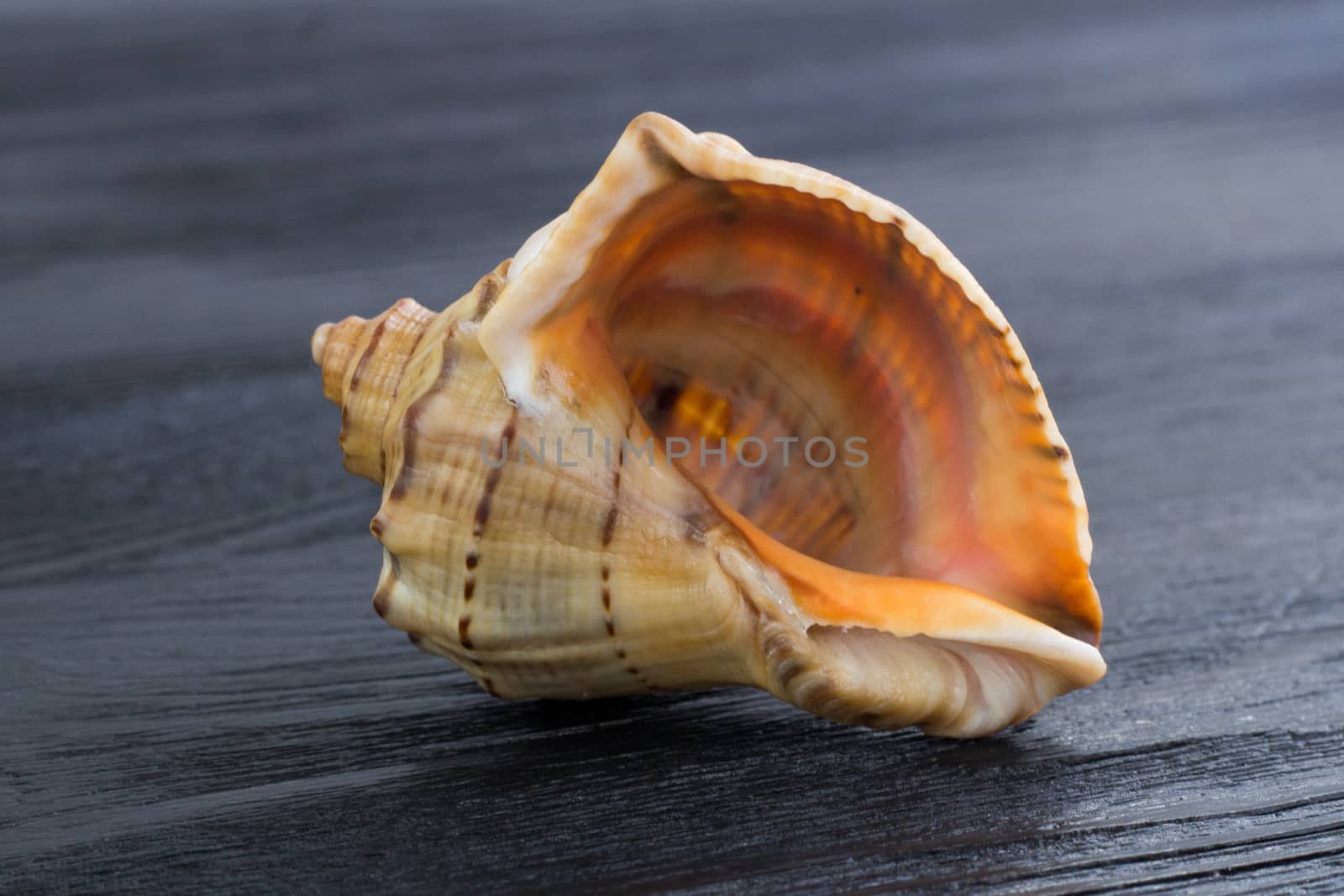 Big bright orange yellow gastropod seashell close-up on black ba by VeraVerano