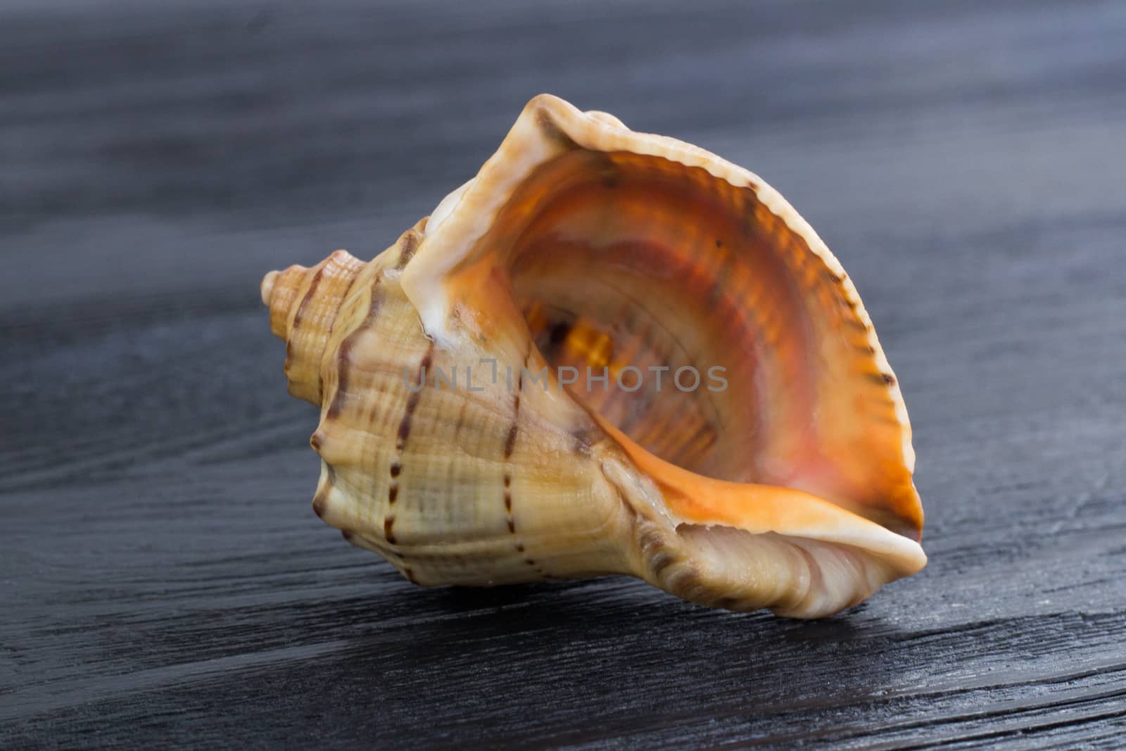 Marine life: big bright orange yellow gastropod seashell close-up on black wooden background