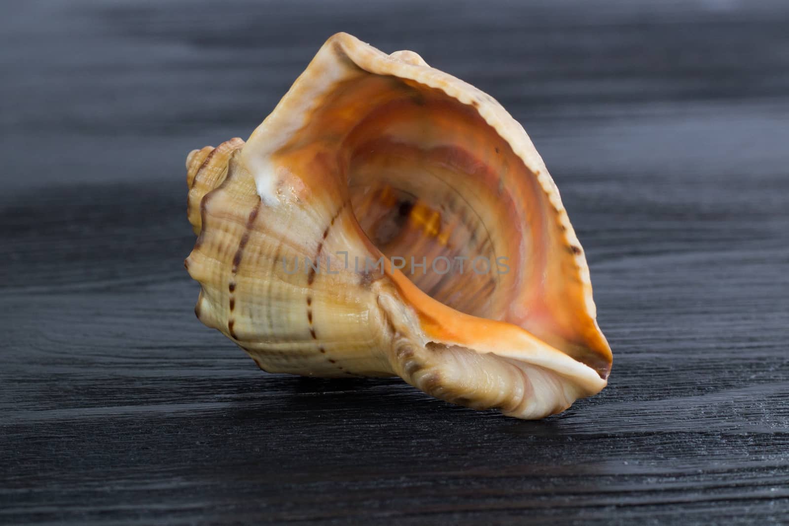 Marine life: big bright orange yellow gastropod seashell close-up on black wooden background