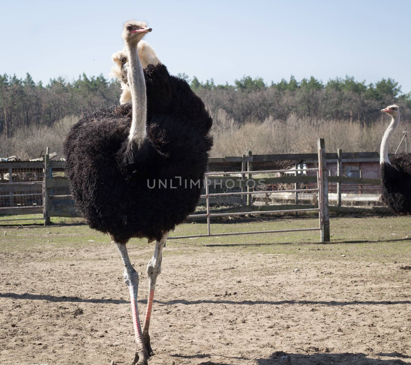 African australian ostrich walking on rural countryside bird farm in village