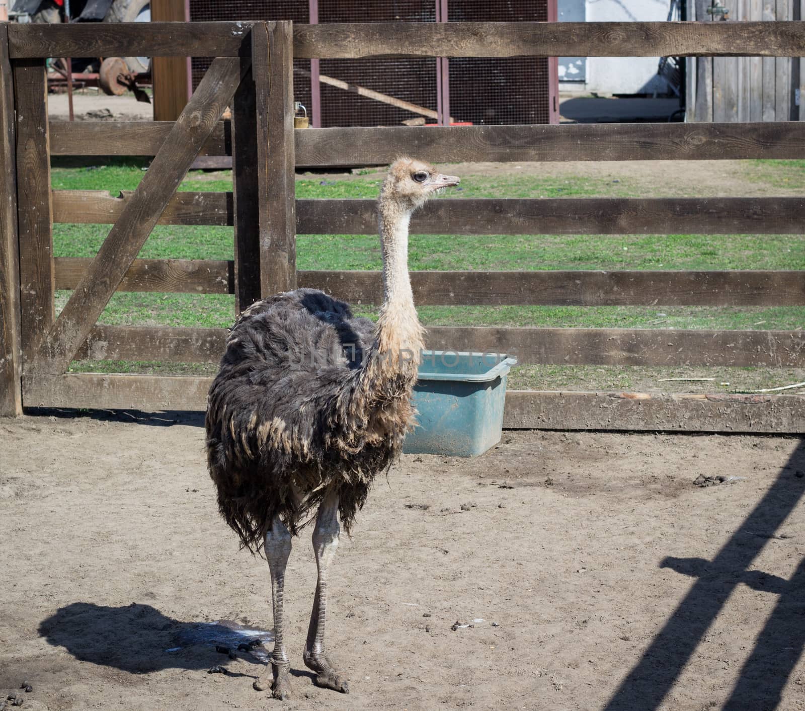 African australian ostrich on rural countryside bird farm ranch