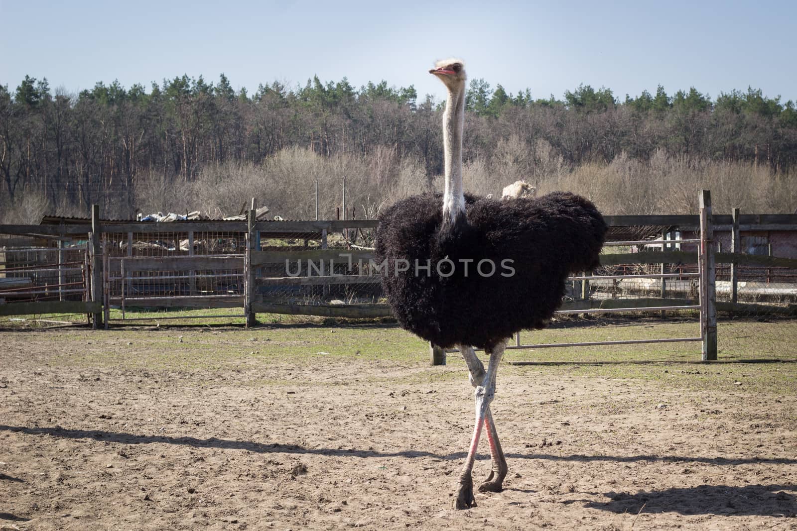 African australian ostrich walks on rural countryside bird ranch in village