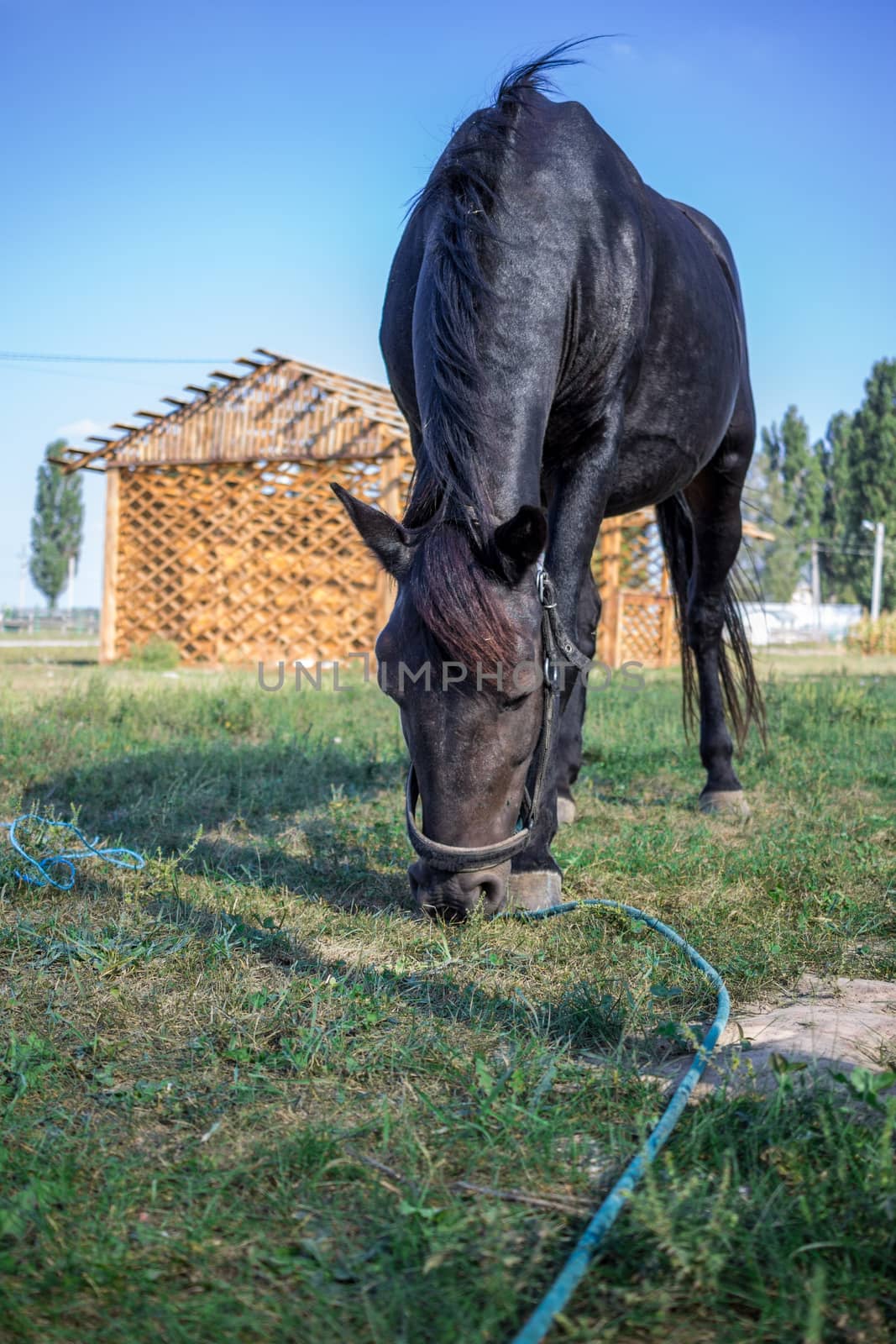Black horse feeds at green grass at farm countryside