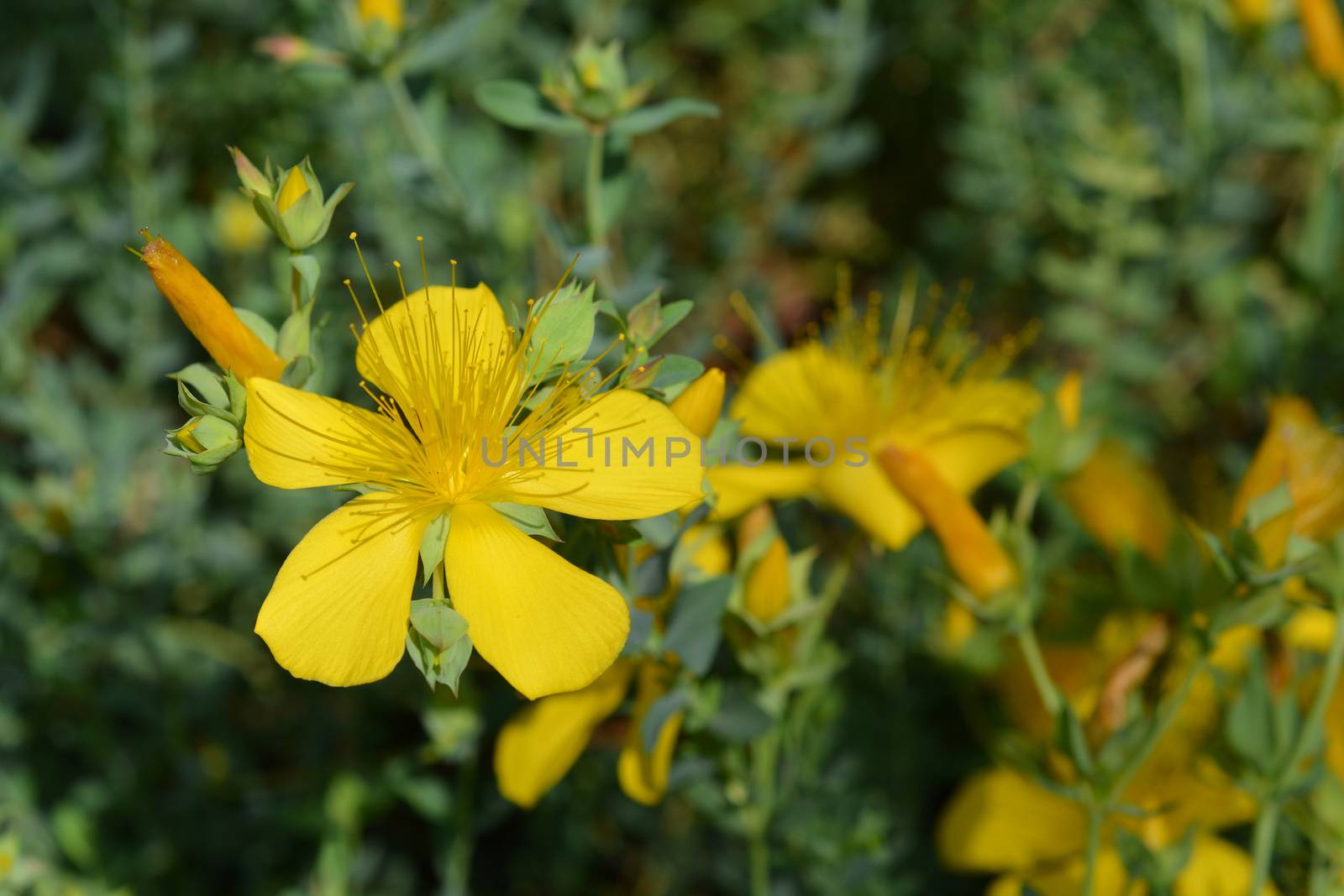 Mount Olympus St Johns-wort - Latin name - Hypericum olympicum