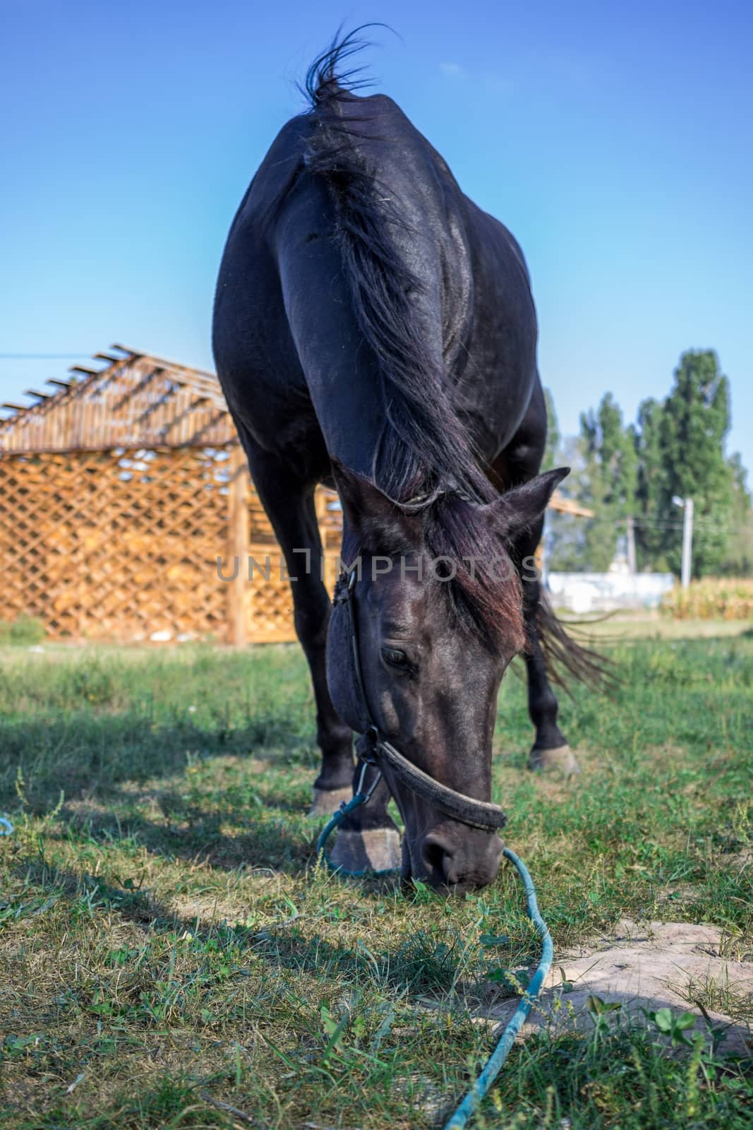 Black horse feeds at green grass at farm countryside