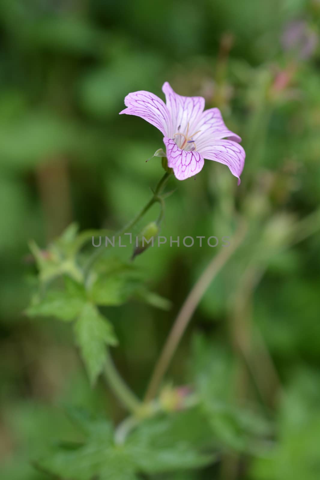 French cranesbill Rose Clair by nahhan