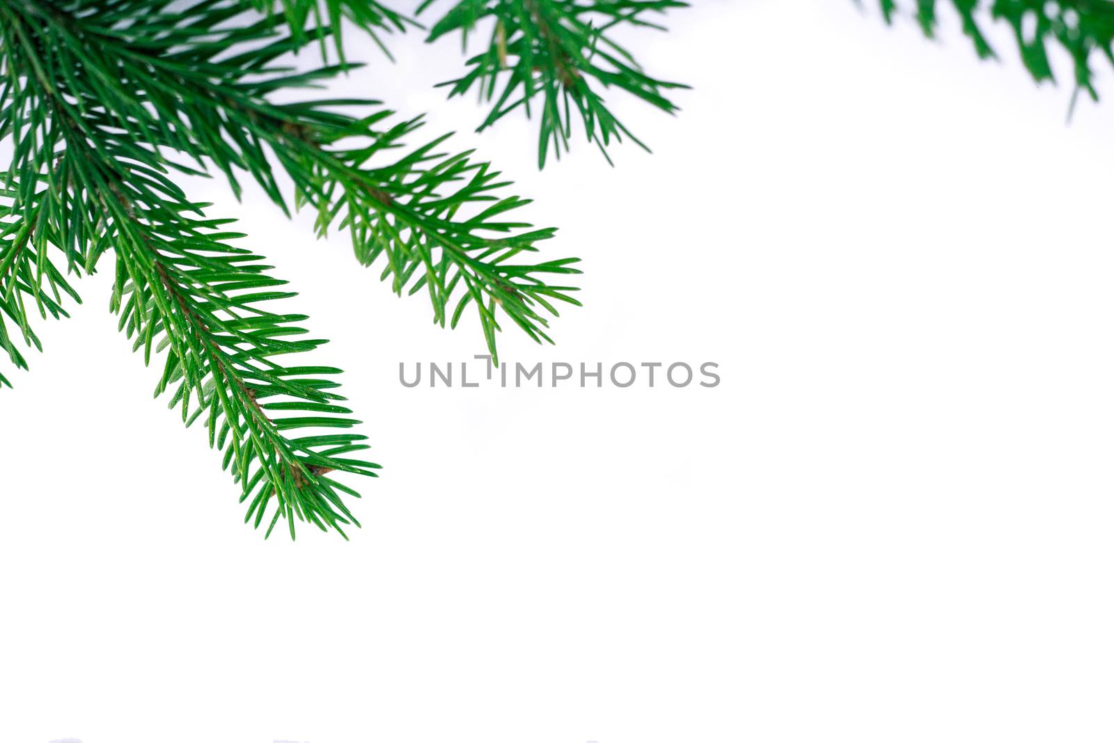 New year white copyspace background, green contiferous tree branches frame