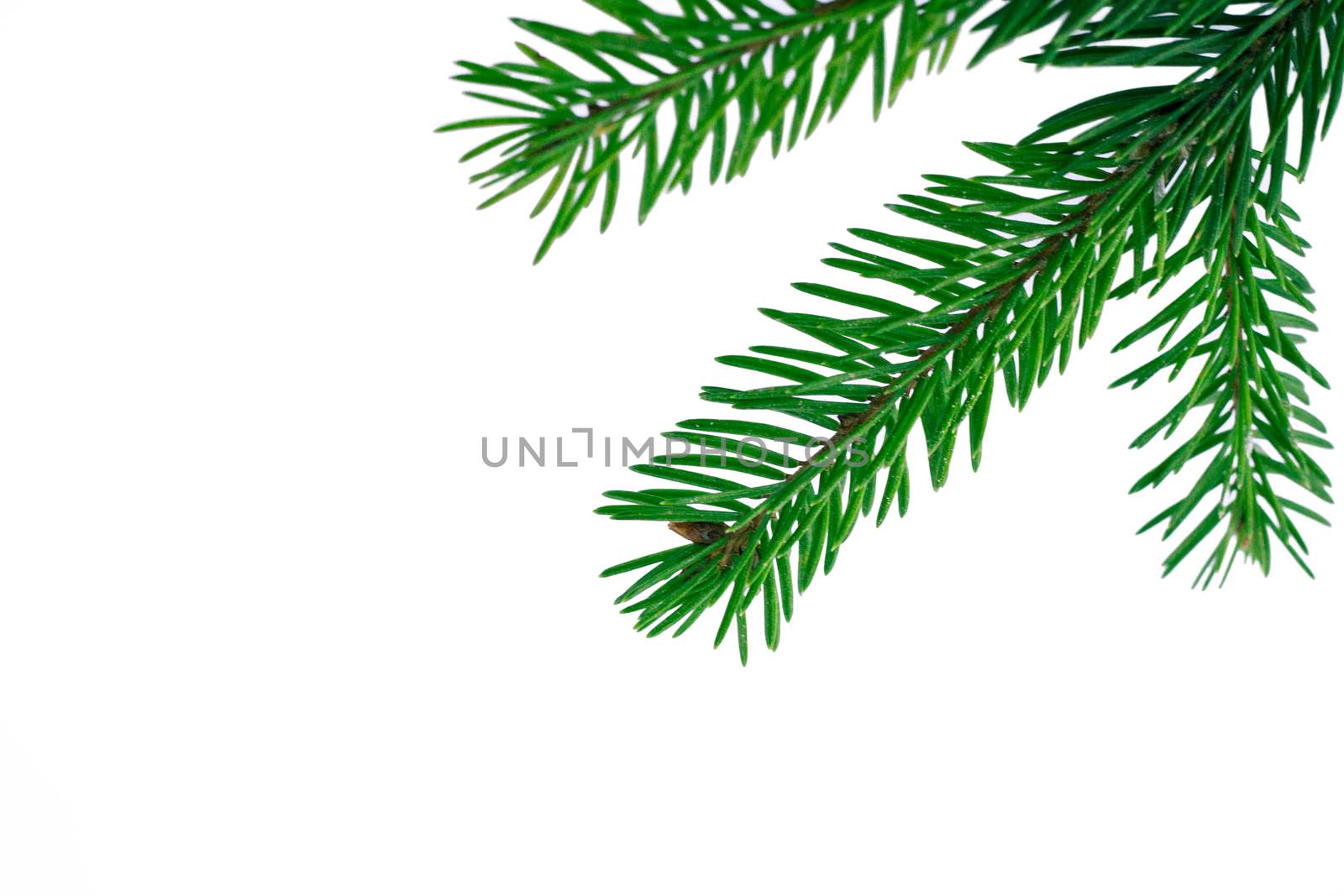 New year white copyspace background, green fir tree branches fra by VeraVerano