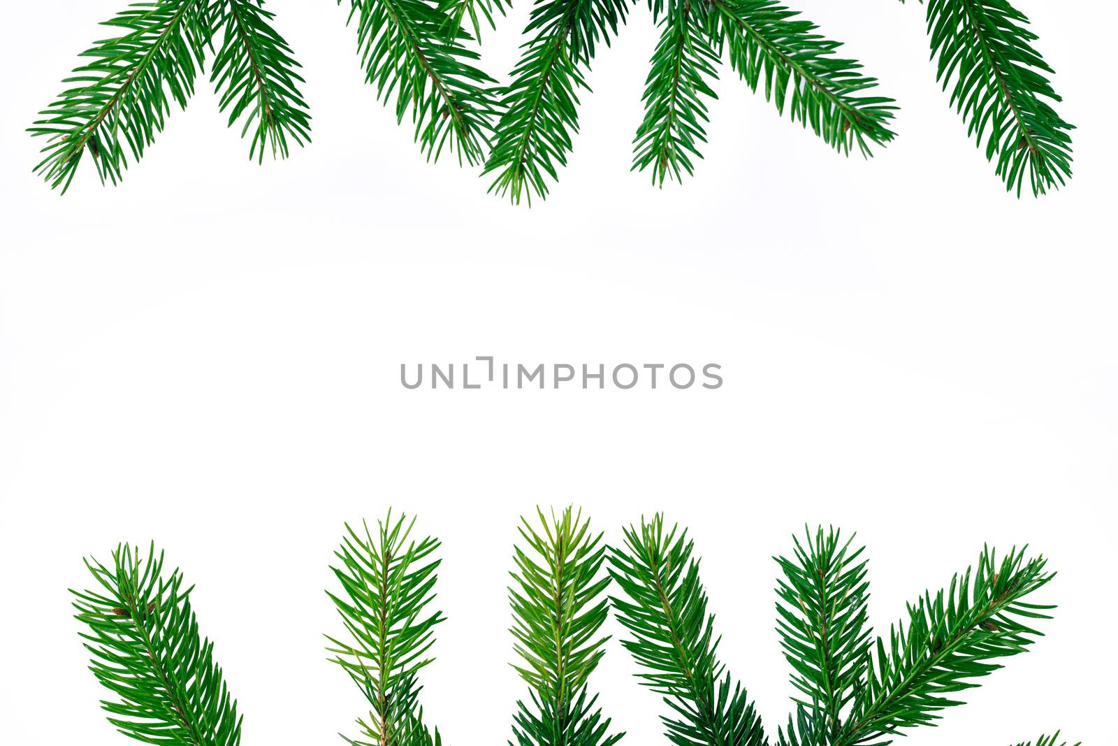 New year copyspace background, green contiferous fir tree branches frame