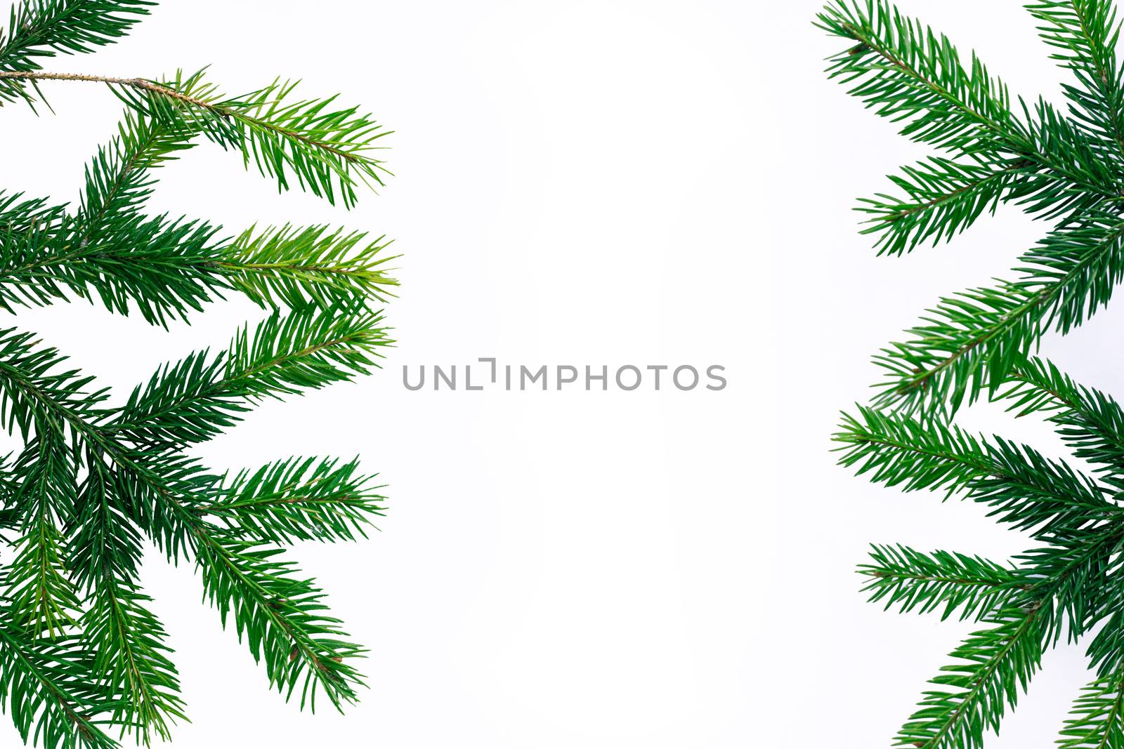 Christmas New year copyspace, green contiferous fir tree branches frame
