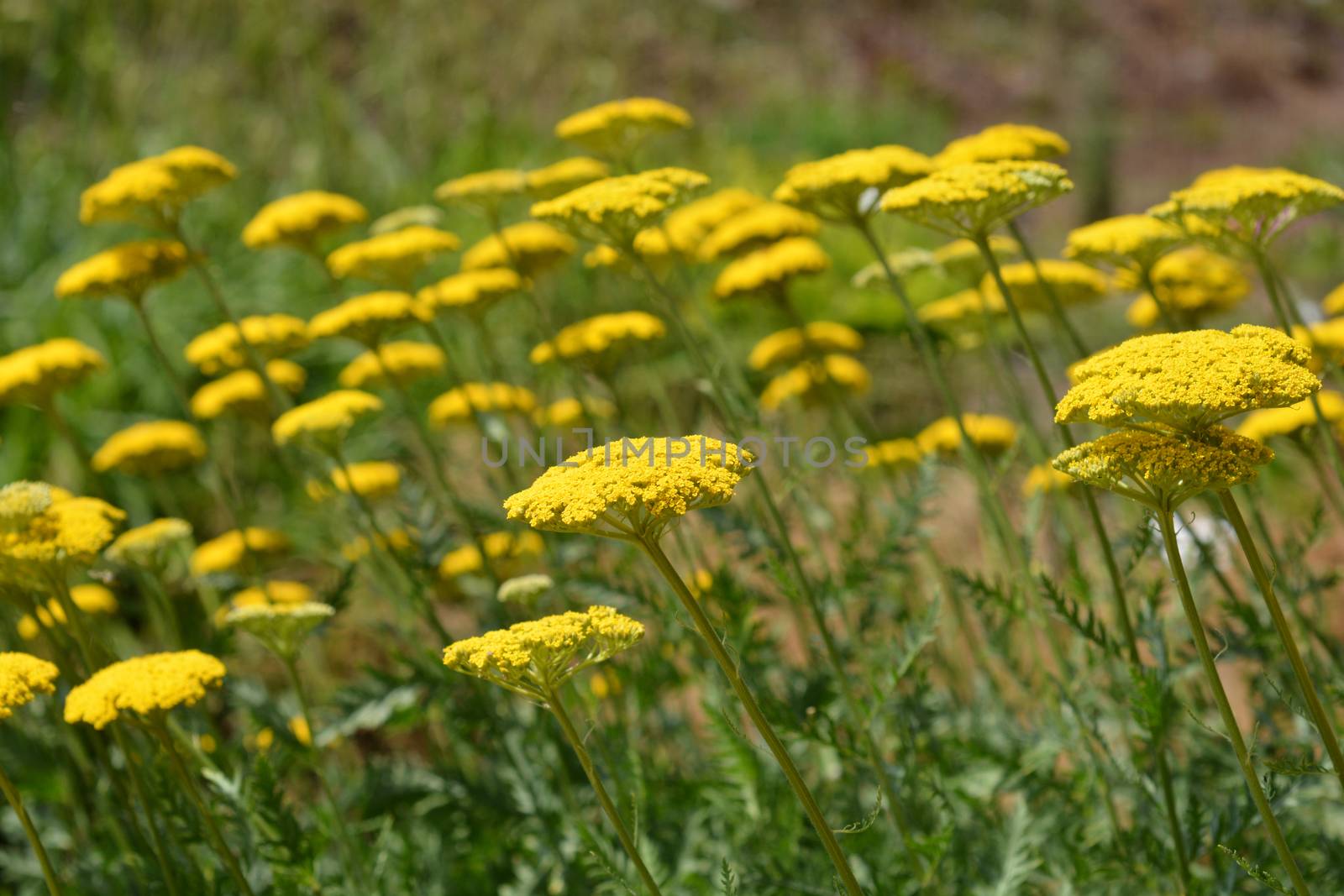 Gold plate yarrow by nahhan