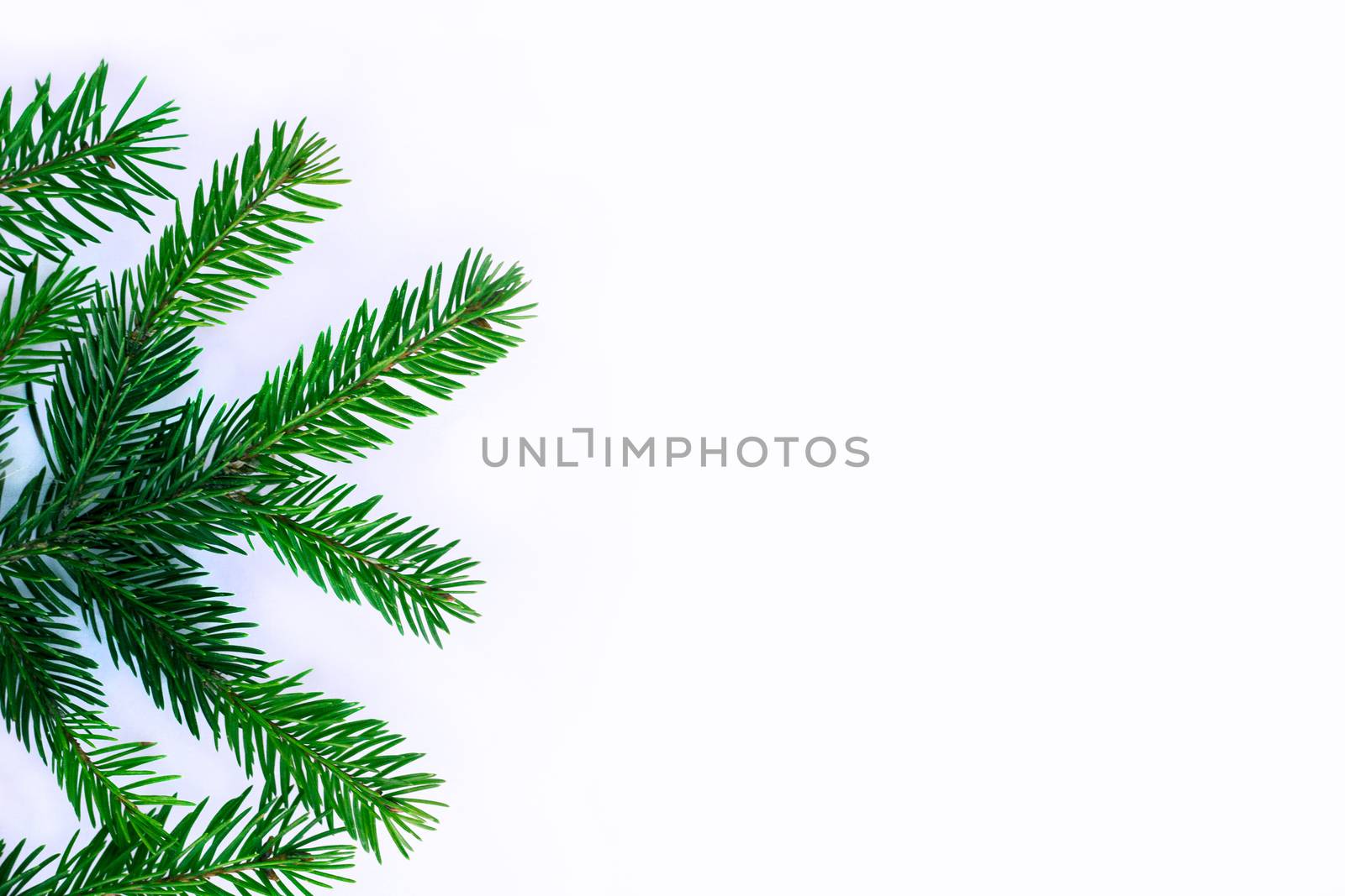 Christmas New year background, green contiferous fir tree branches frame
