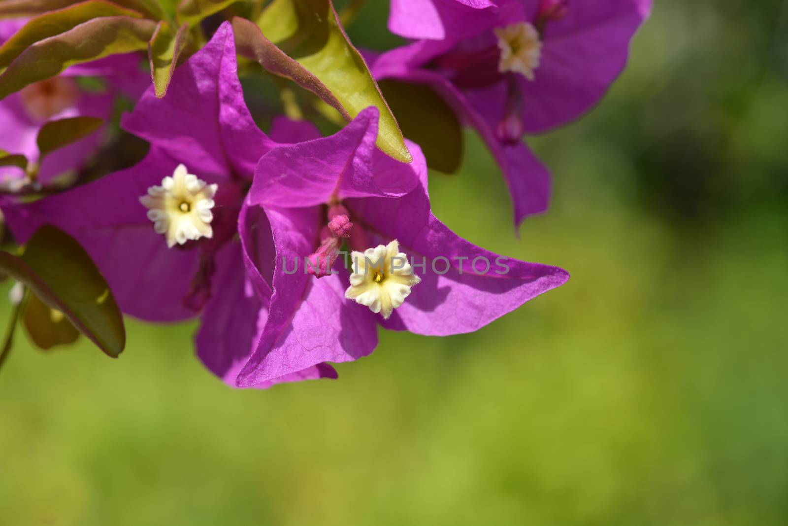 Great bougainvillea flowers - Latin name - Bougainvillea spectabilis