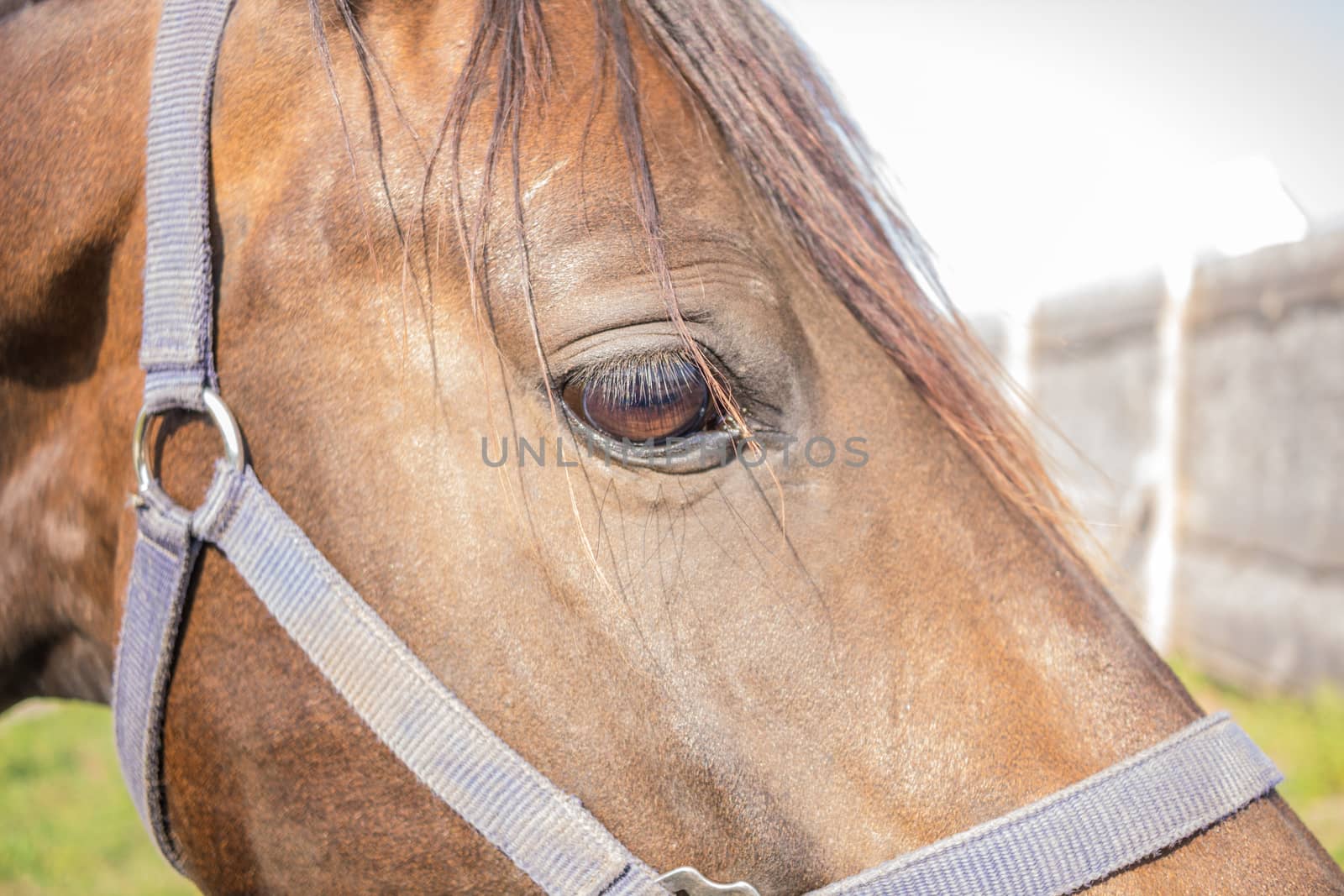 Red horse head sidewise close-up at farm countryside