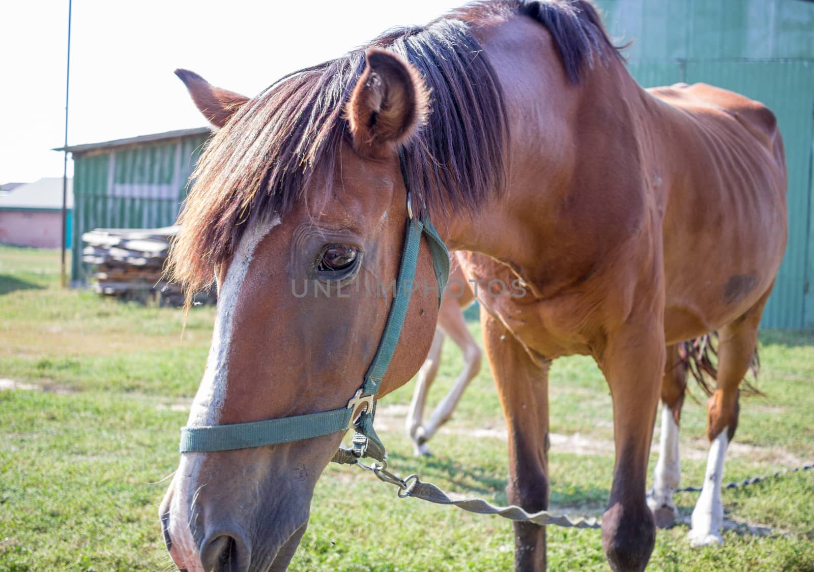 Red horse close-up sidewise at farm countryside