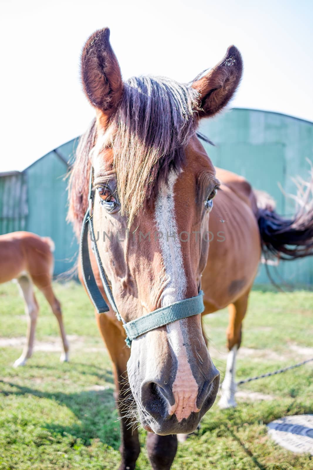 Red horse close-up sidewise at farm countryside