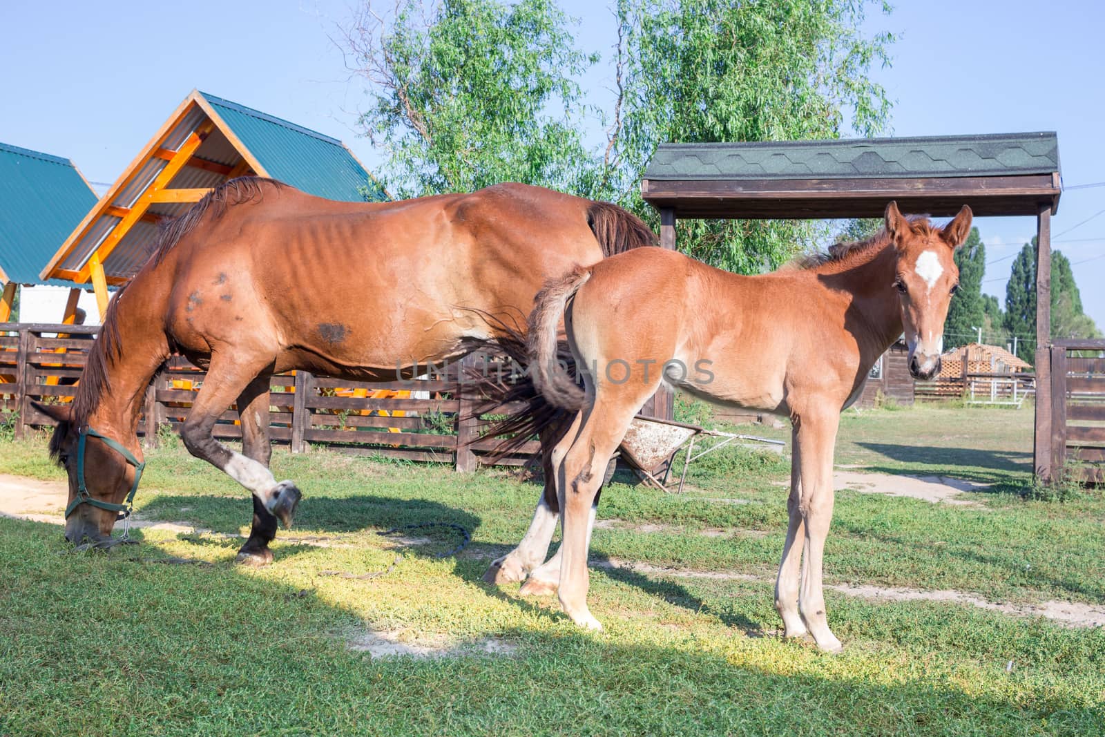 Horse foal and its mother feed at grass at farm  by VeraVerano