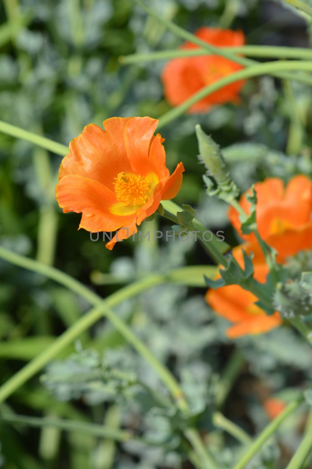Orange horned poppy flower - Latin name - Glaucium flavum