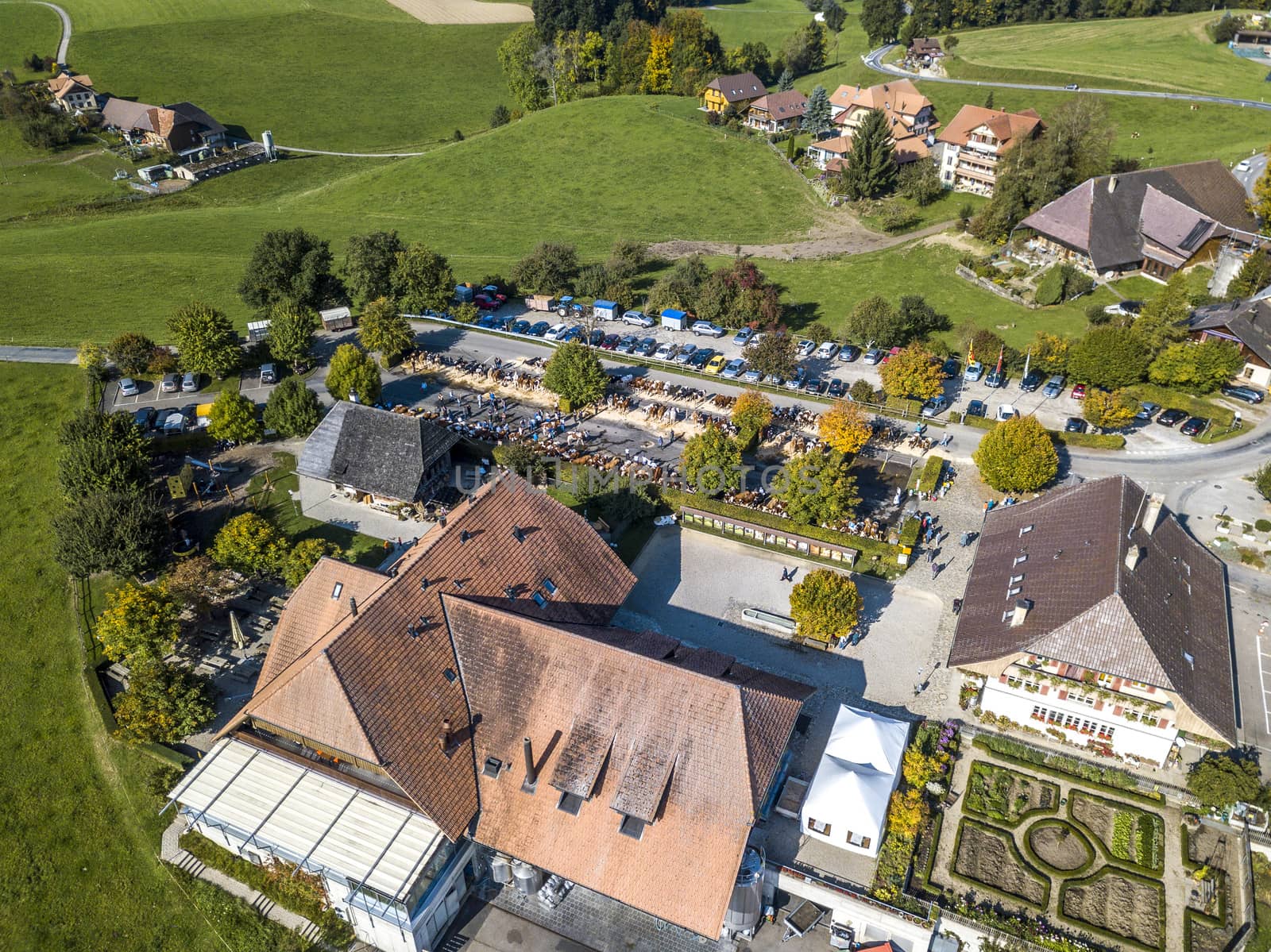 The bird's-eye view of the cows trading market in Affoltern im Emmental, Switzerland.