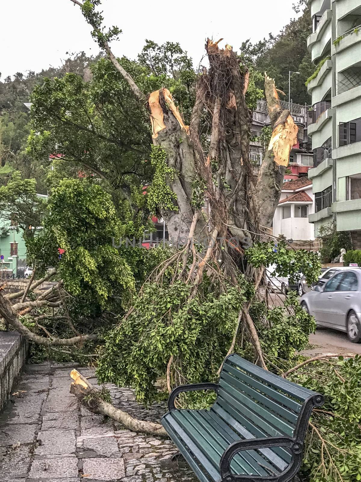 The huge trees uprooted when the typhoon Hato hited Macao on 23 August 2017.