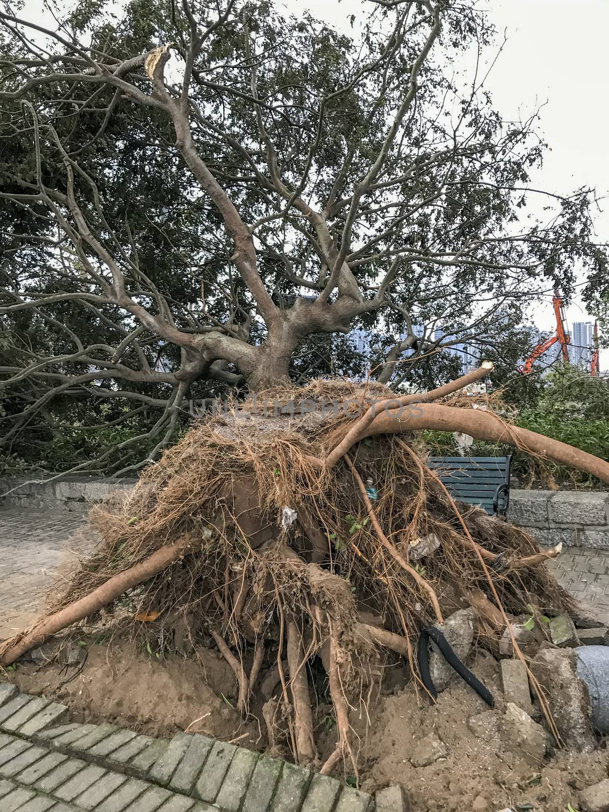 The huge trees uprooted when the typhoon Hato hited Macao on 23 August 2017.