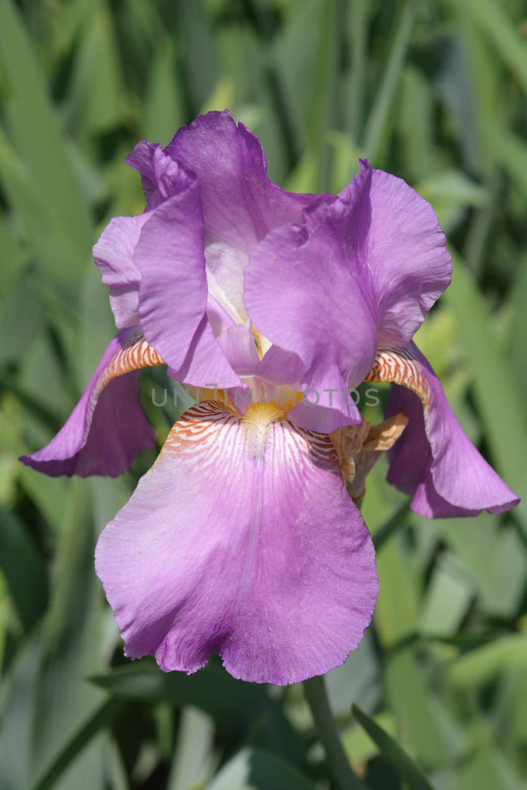 Tall bearded iris Gay Lord flower - Latin name - Iris barbata elatior Gay Lord