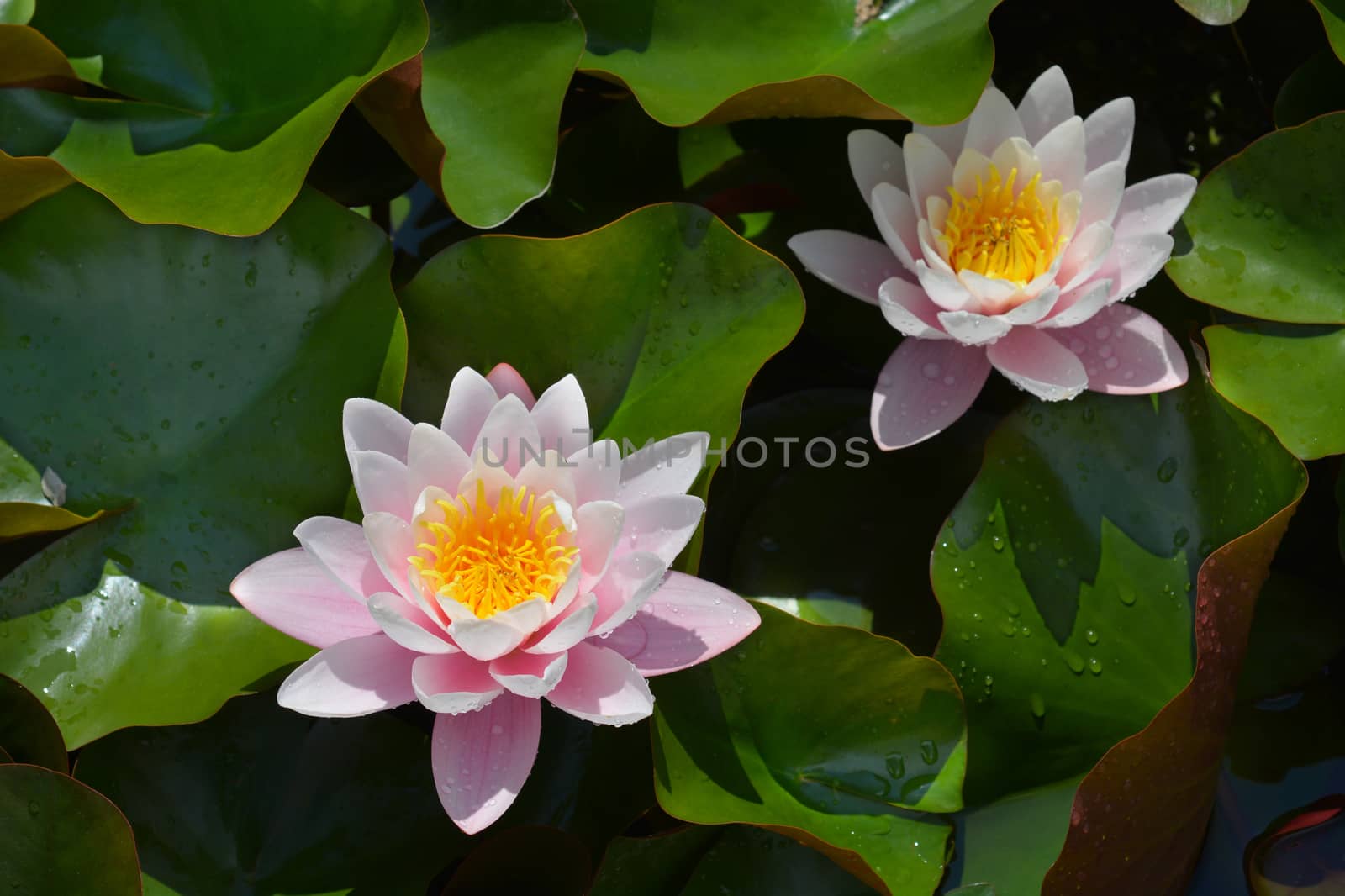 Pink water lily Rosea flower - Latin name - Nymphaea x marliacea Rosea