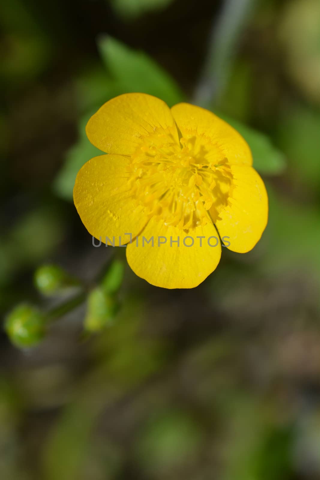 Close up of yellow creeping buttercup flower - Latin name - Ranunculus repens
