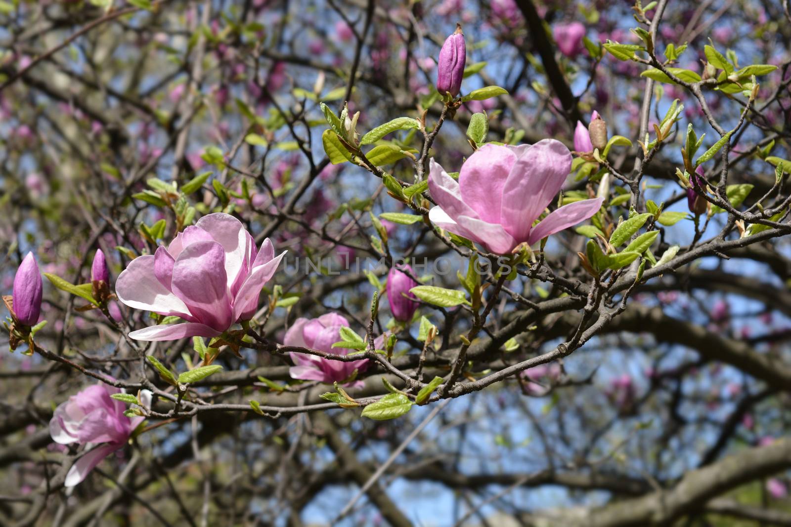 Magnolia (Soulangeana hybrids) - Latin name - Magnolia x soulangeana