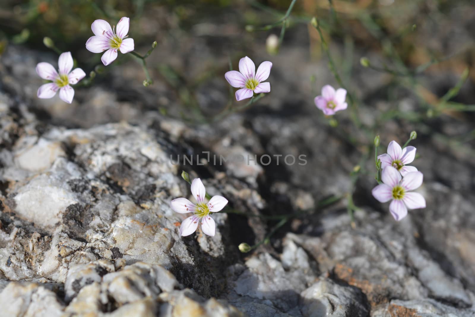 Saxifrage pink - Latin name - Petrorhagia saxifraga