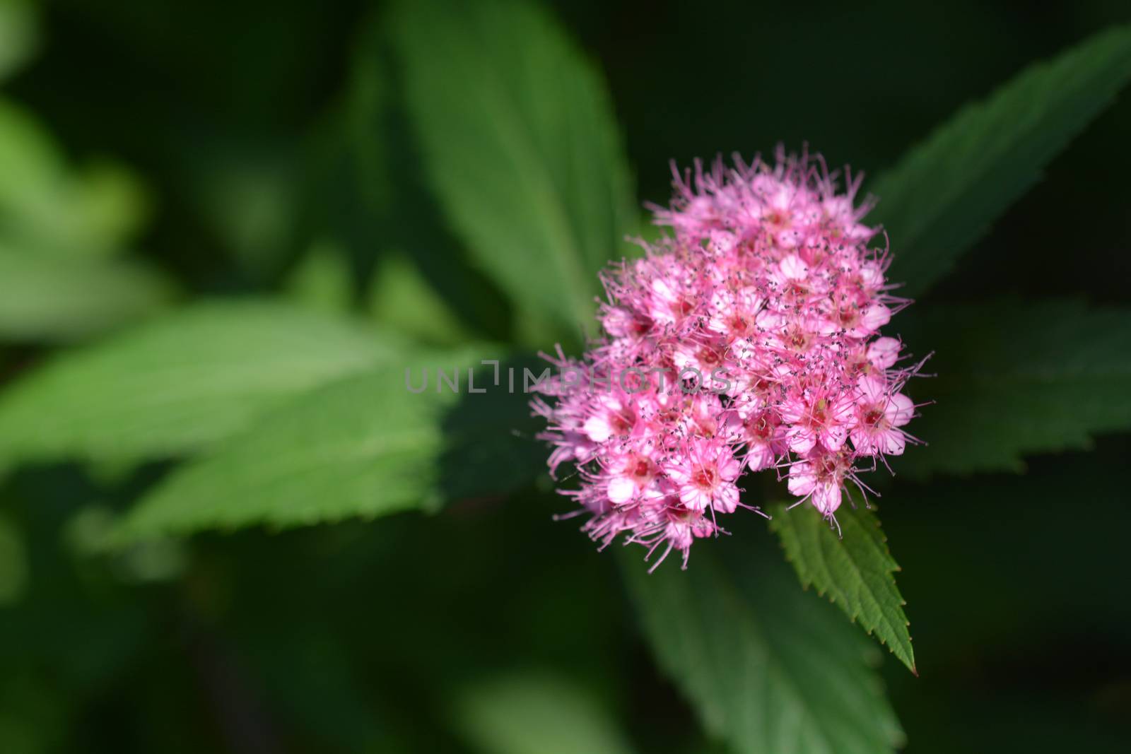 Japanese meadowsweet pink flowers close up - Latin name - Spiraea japonica