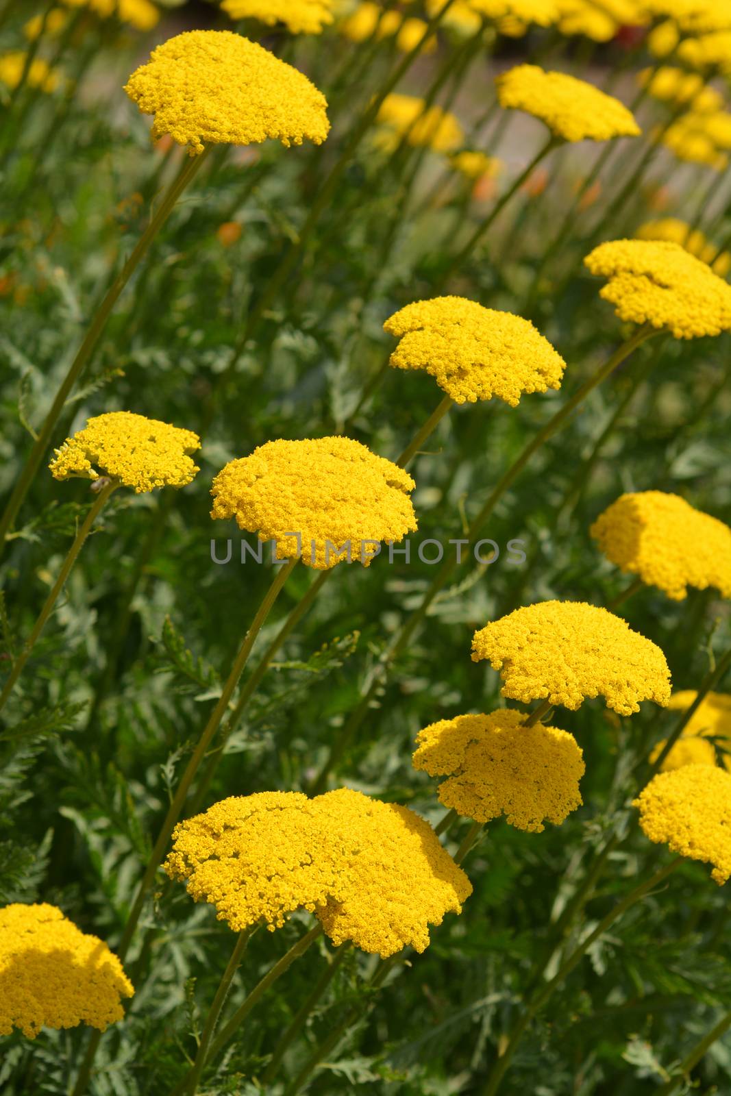 Gold plate yarrow flowers - Latin name - Achillea filipendulina Gold plate