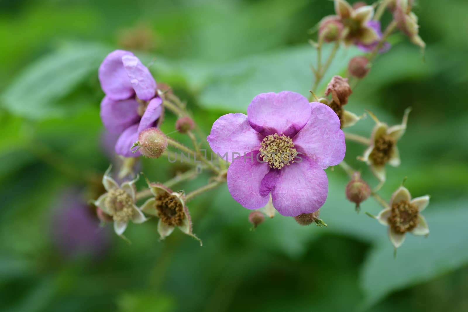 Flowering raspberry pink flower close up - Latin name - Rubus odoratus