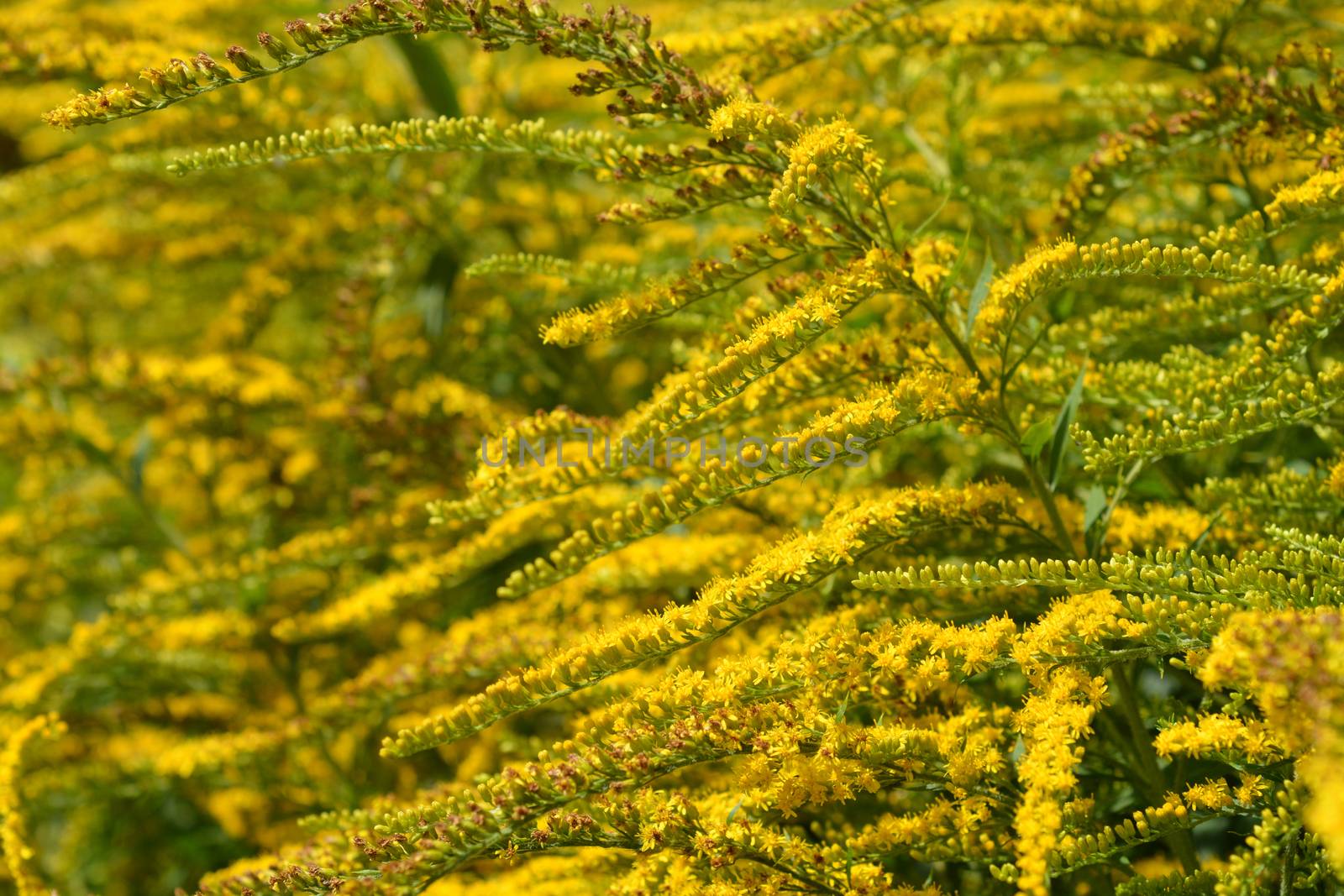 Tall goldenrod flowers - Latin name - Solidago altissima