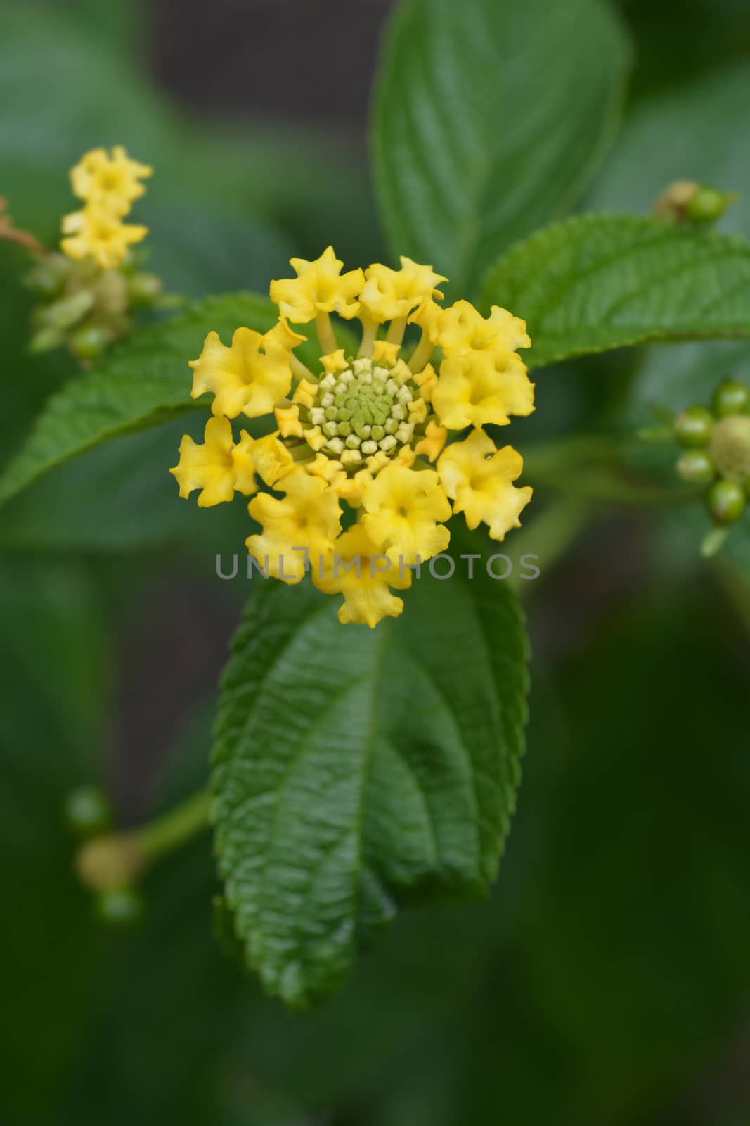 Shrub verbena yellow flower close up - Latin name - Lantana camara