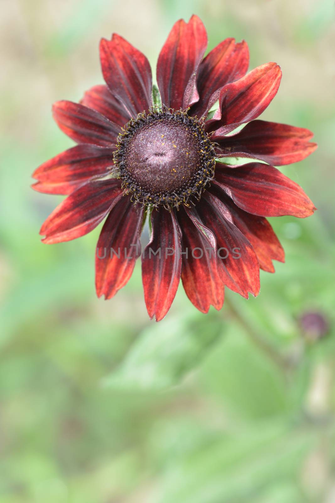 Gloriosa Daisy Cherry Brandy - Latin name - Rudbeckia hirta Cherry Brandy