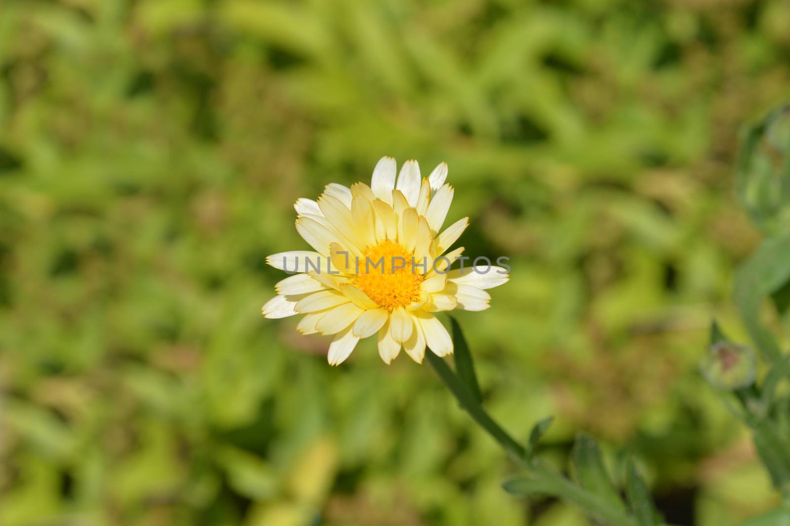Garden marigold - Latin name - Calendula officinalis